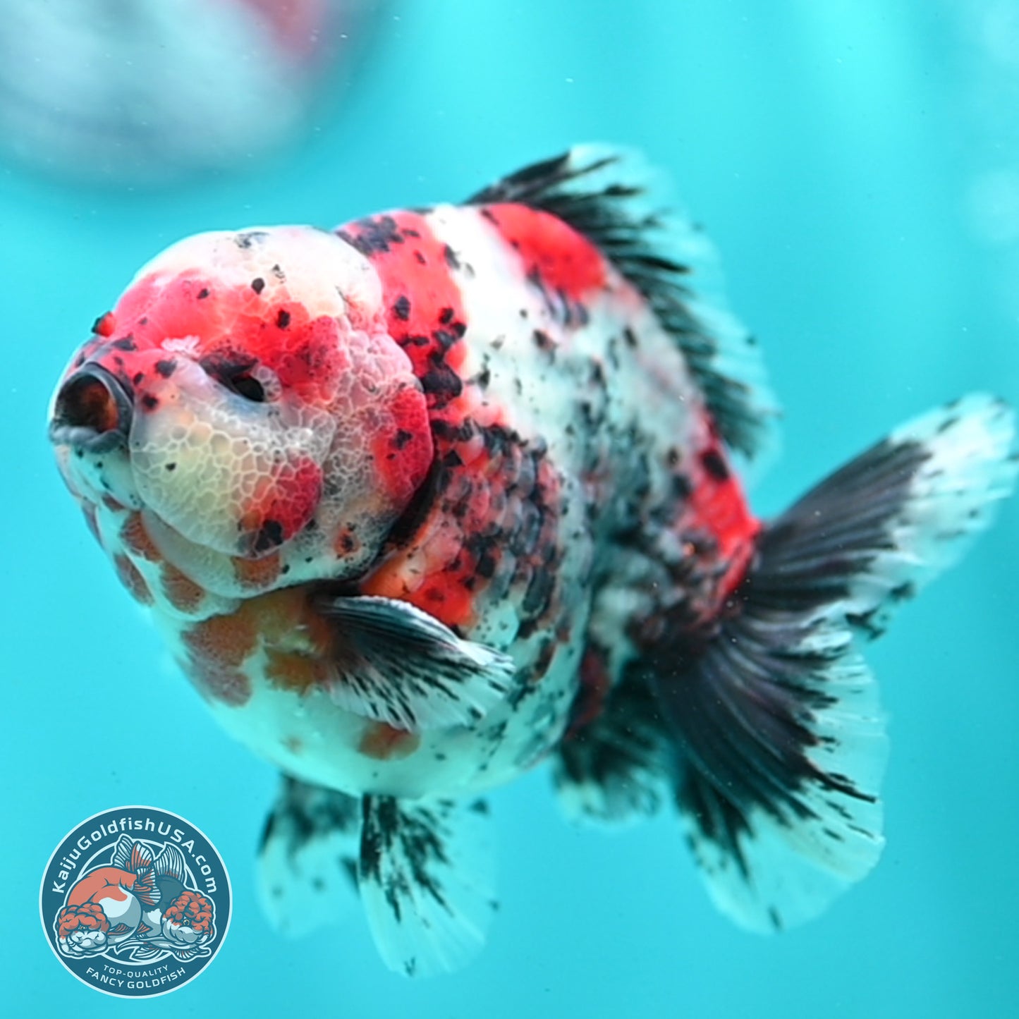Shogun Calico Oranda 4 inch Body (260508_OR03)