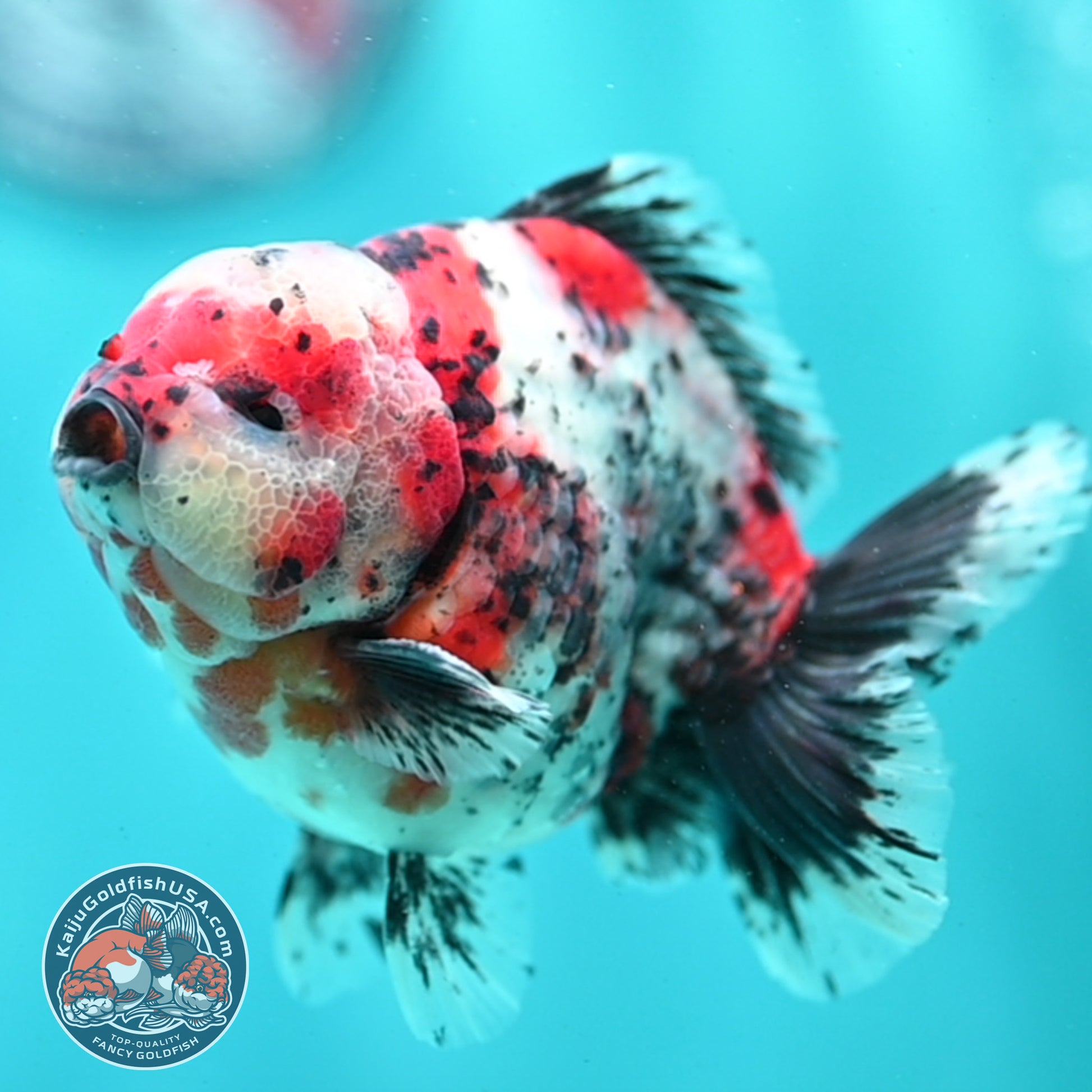 Shogun Calico Oranda 4 inch Body (260508_OR03)