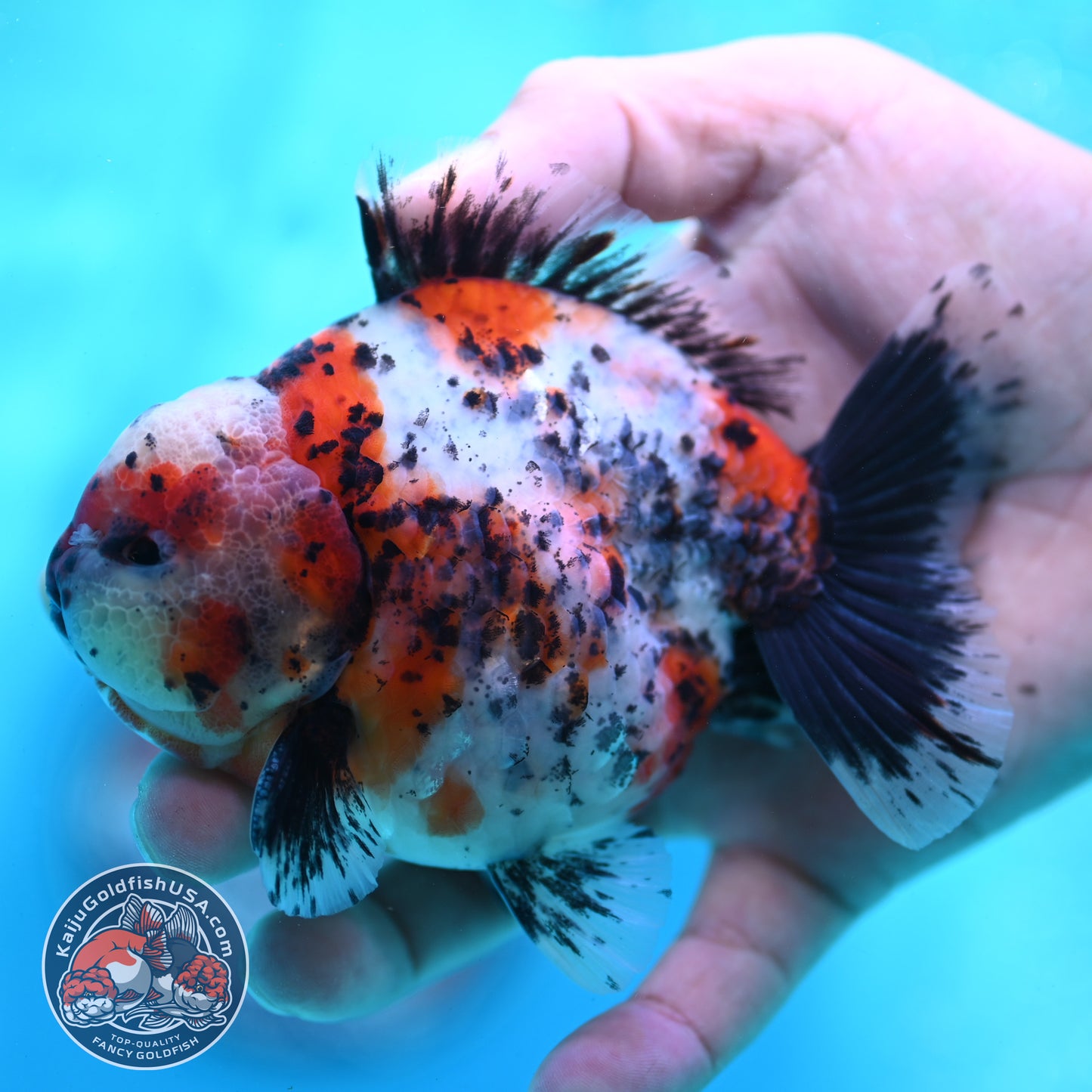 Shogun Calico Oranda 4 inch Body (260508_OR03)