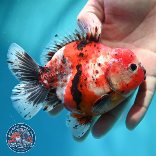 Shogun Calico Oranda 4 inch Body (260515_OR12)