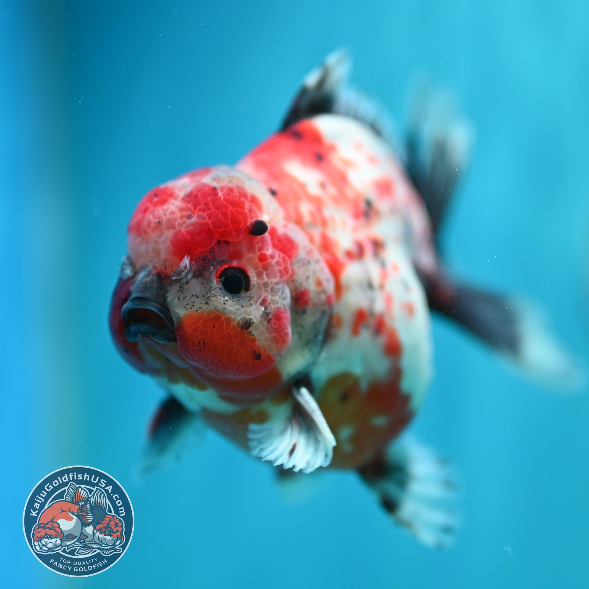 Shogun Calico Oranda 4 inch Body (260515_OR12)
