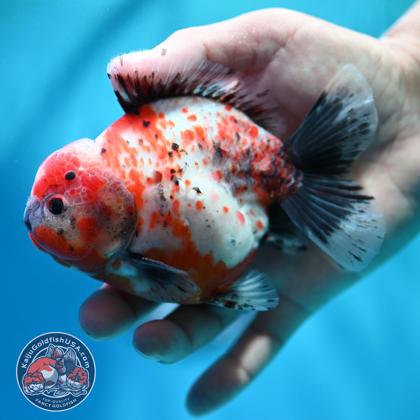 Shogun Calico Oranda 4 inch Body (260515_OR12)