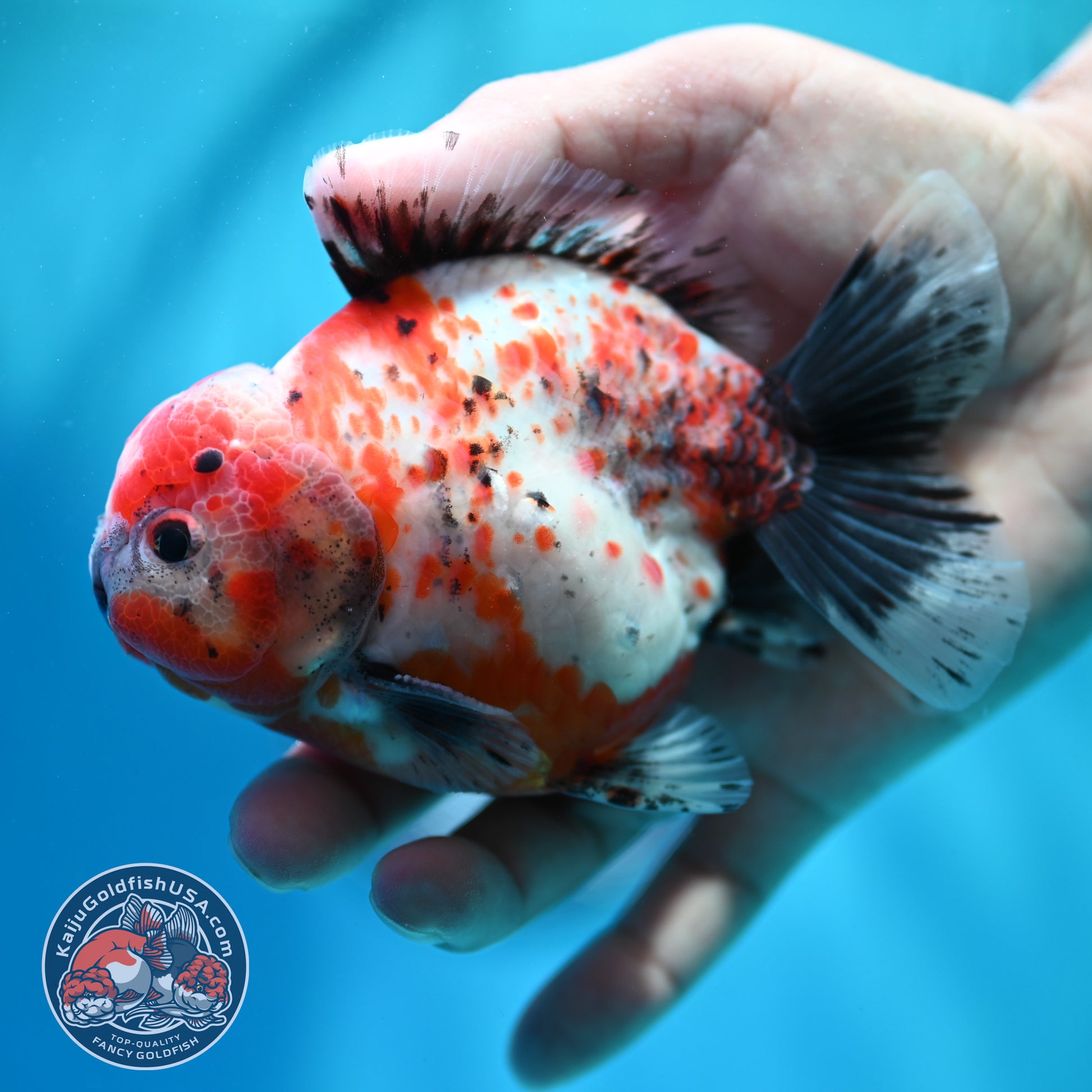 Shogun Calico Oranda 4 inch Body (260515_OR12)