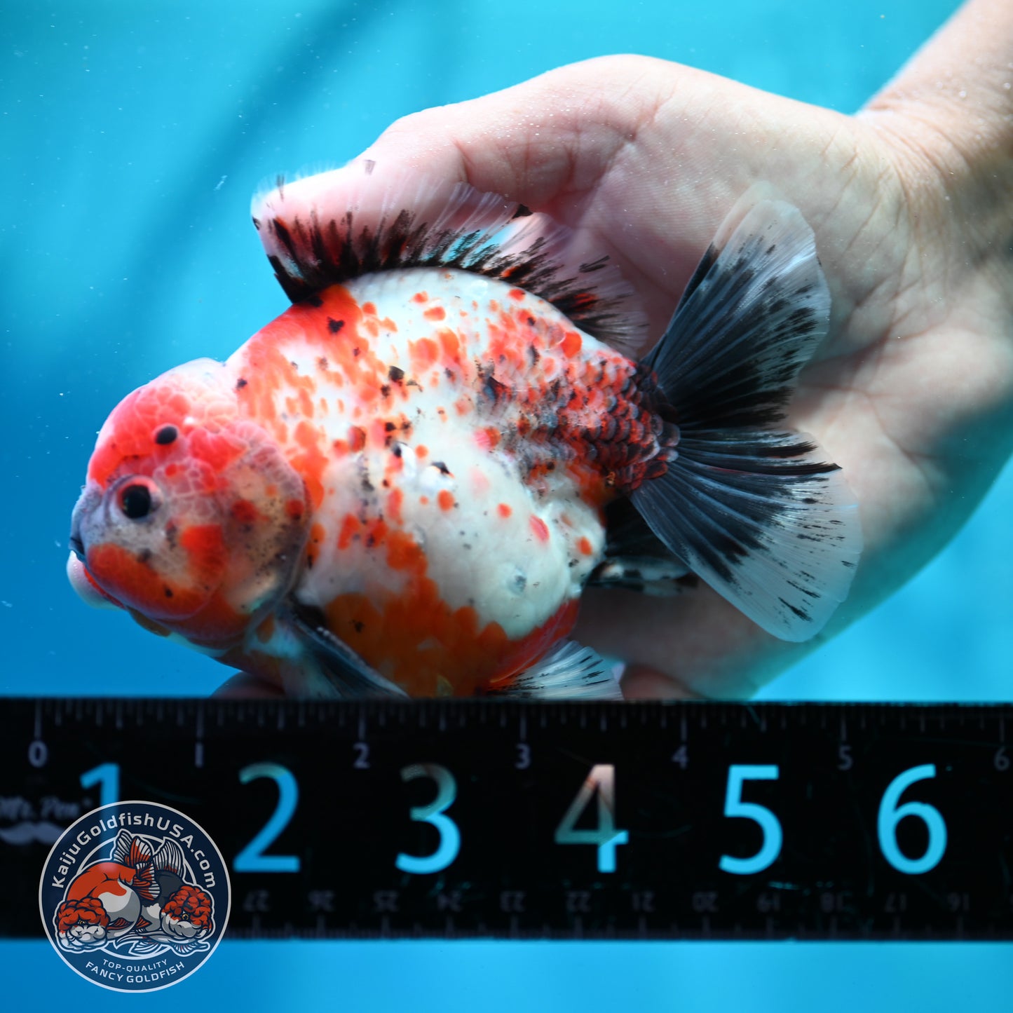 Shogun Calico Oranda 4 inch Body (260515_OR12)