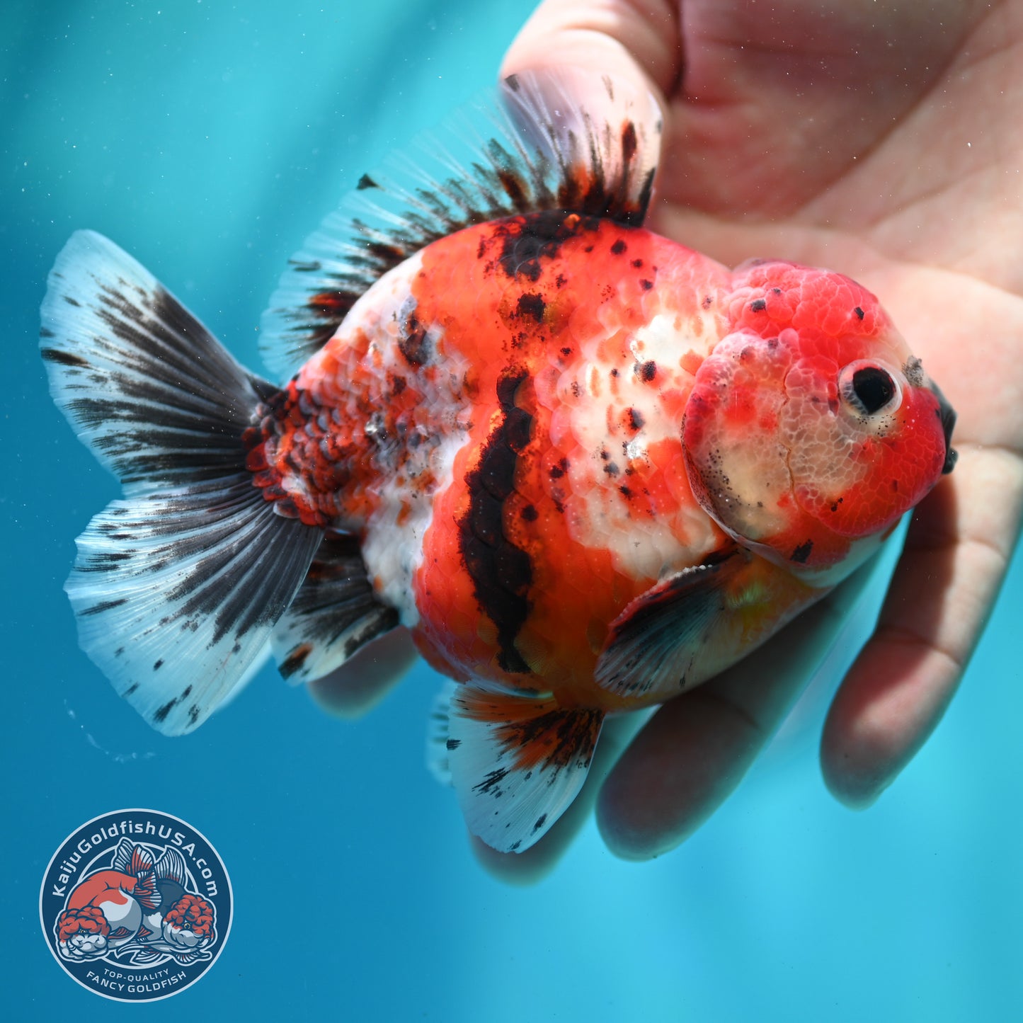 Shogun Calico Oranda 4 inch Body (260515_OR12)