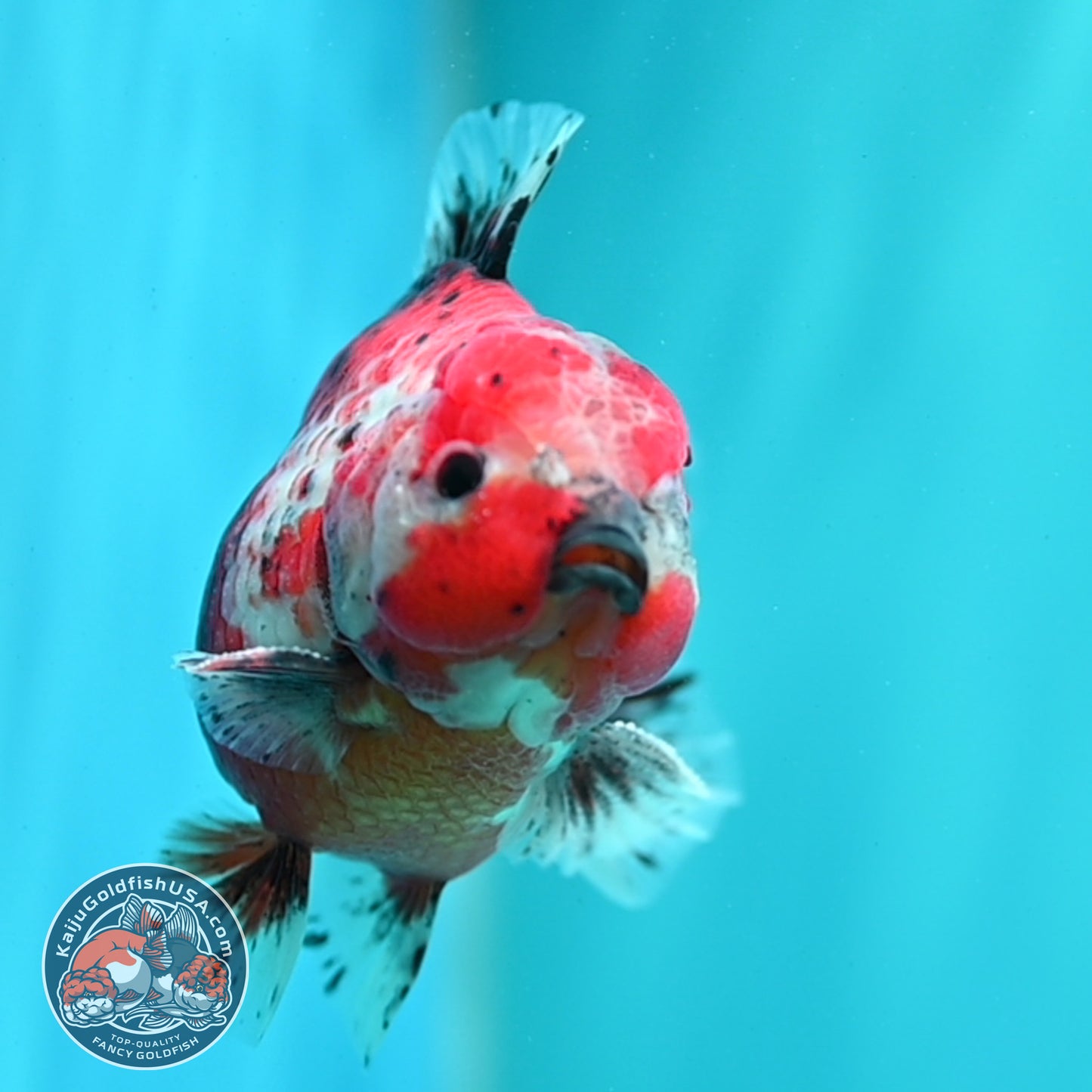 Shogun Calico Oranda 4 inch Body (260515_OR12)