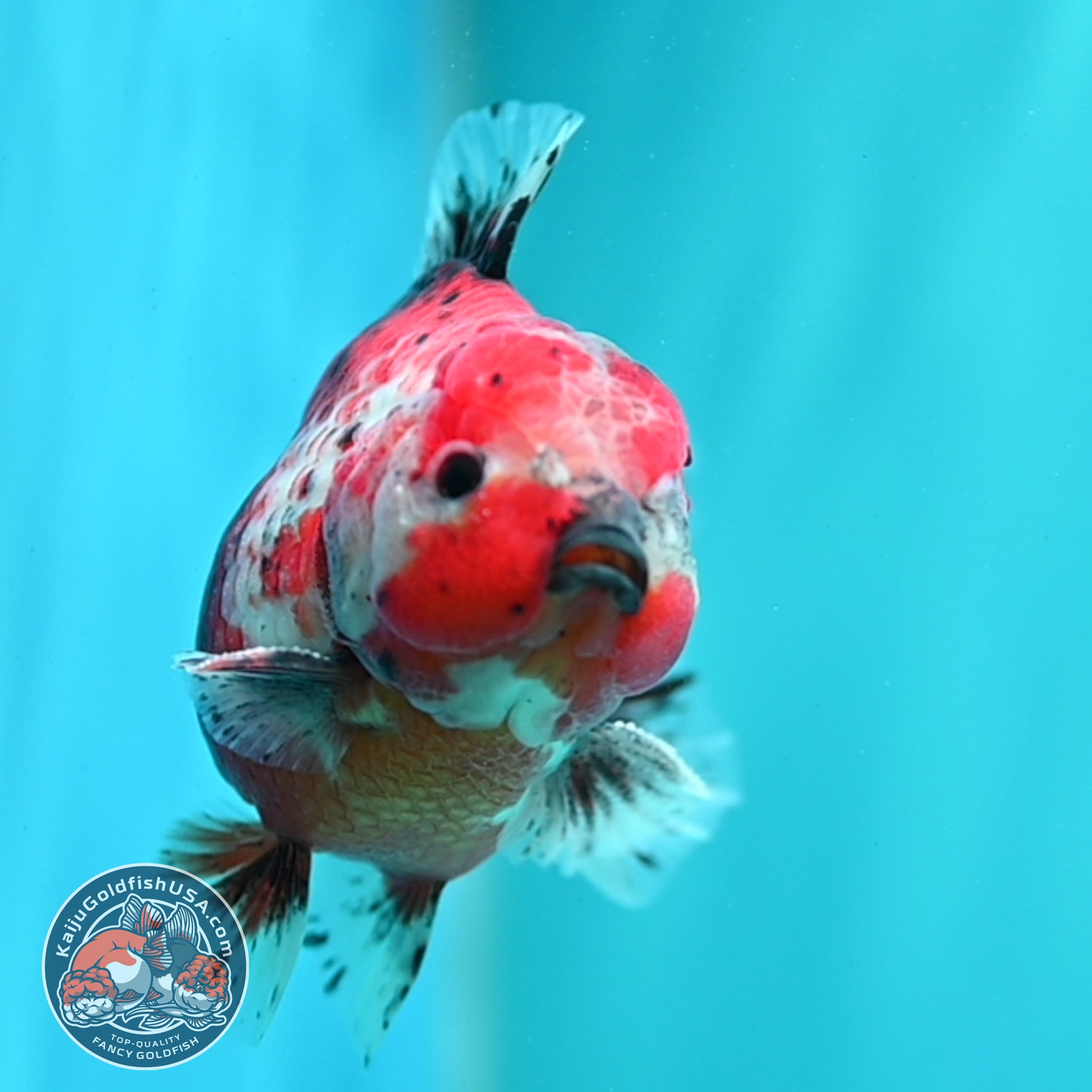 Shogun Calico Oranda 4 inch Body (260515_OR12)