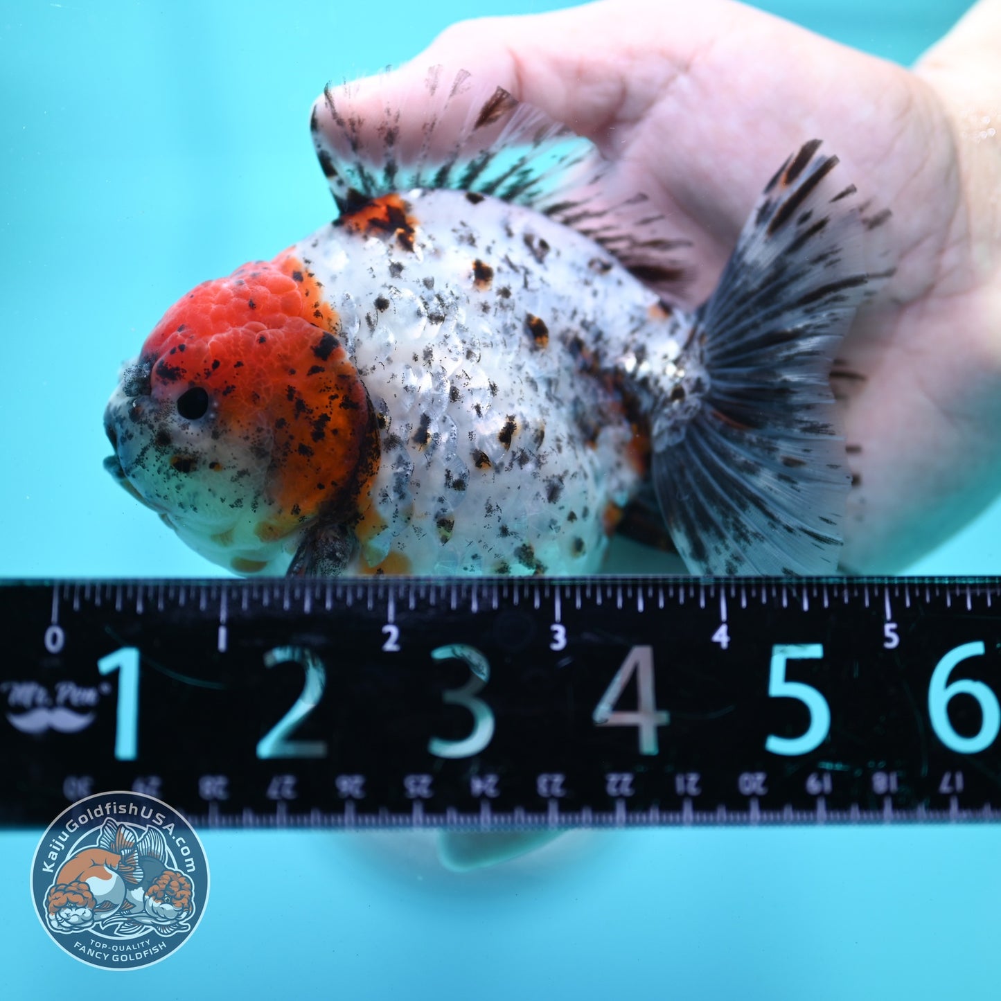 Shogun Calico Oranda 4 inch Body (260522_OR13)