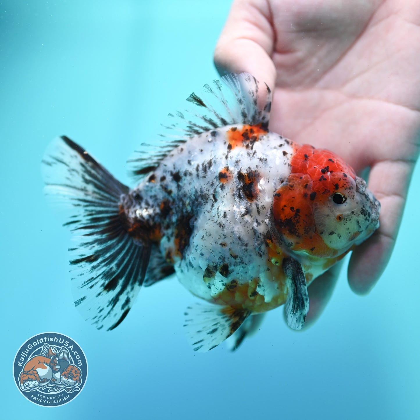 Shogun Calico Oranda 4 inch Body (260522_OR13)