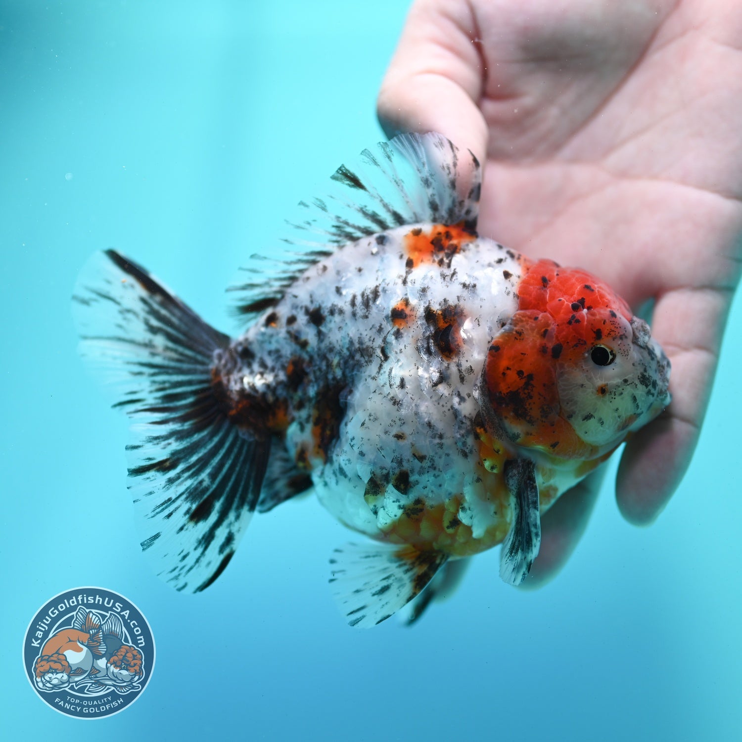 Shogun Calico Oranda 4 inch Body (260522_OR13)