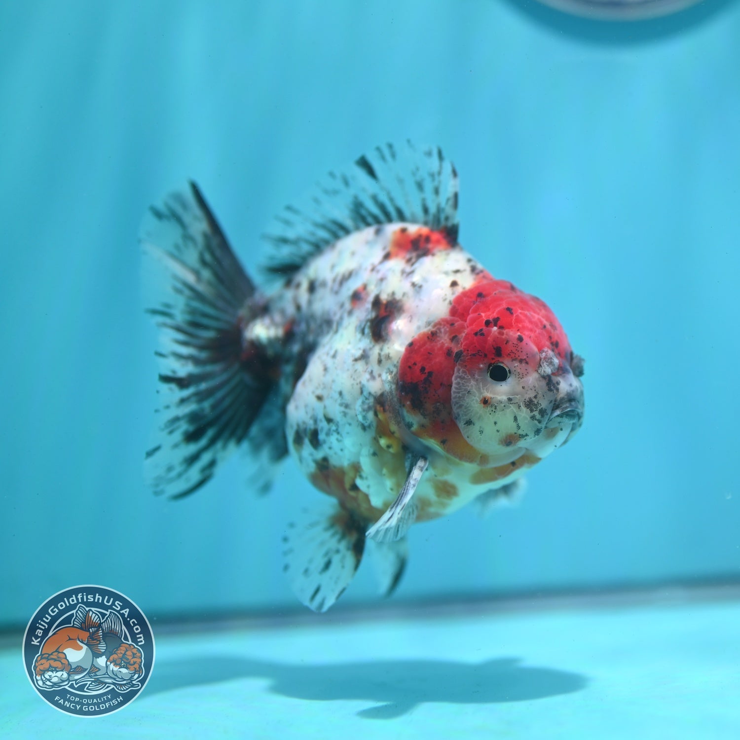 Shogun Calico Oranda 4 inch Body (260522_OR13)