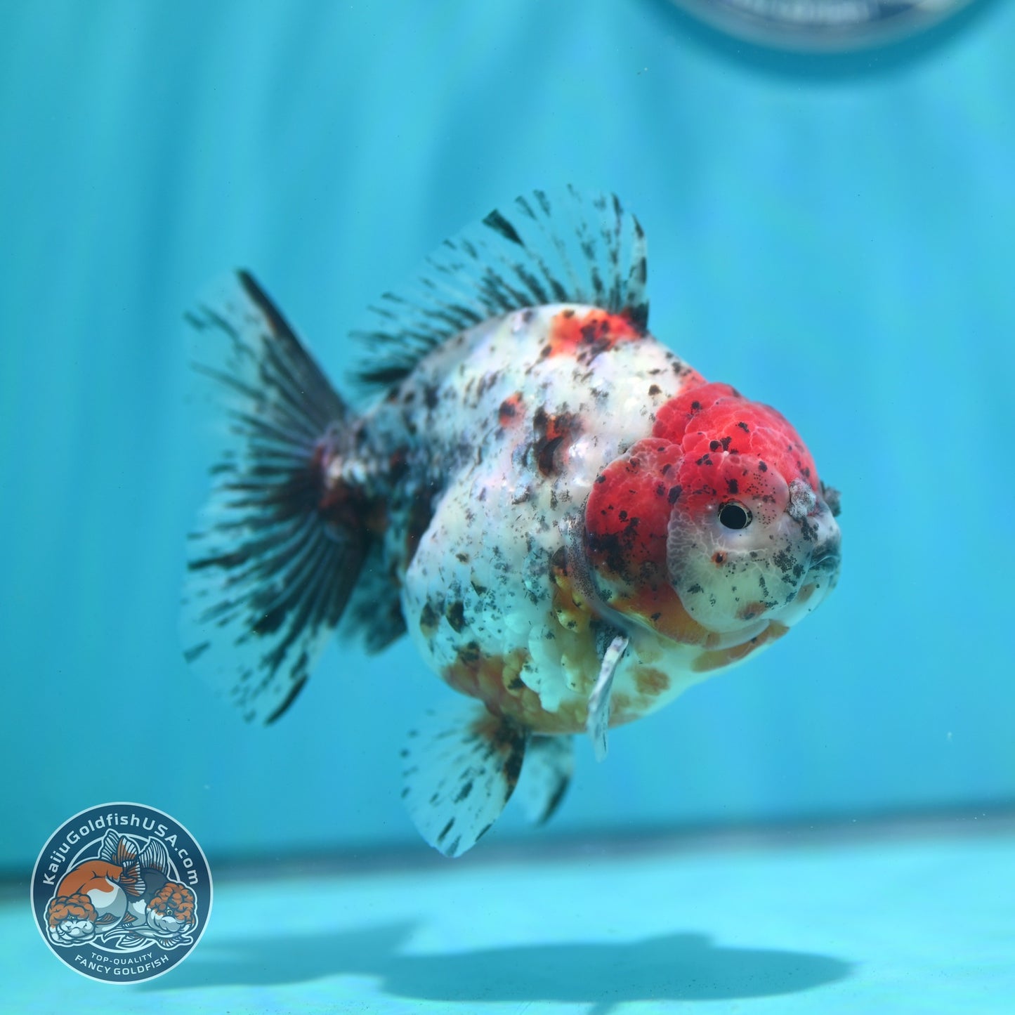Shogun Calico Oranda 4 inch Body (260522_OR13)