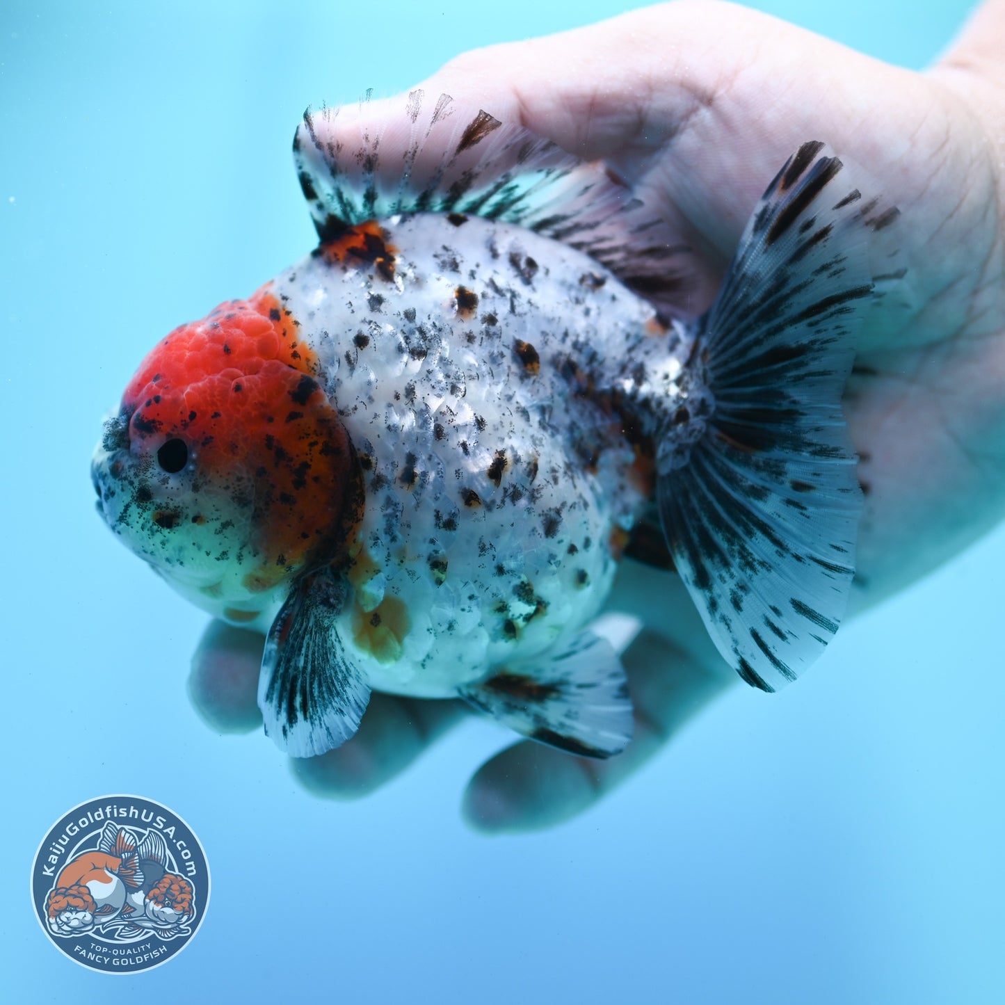 Shogun Calico Oranda 4 inch Body (260522_OR13)