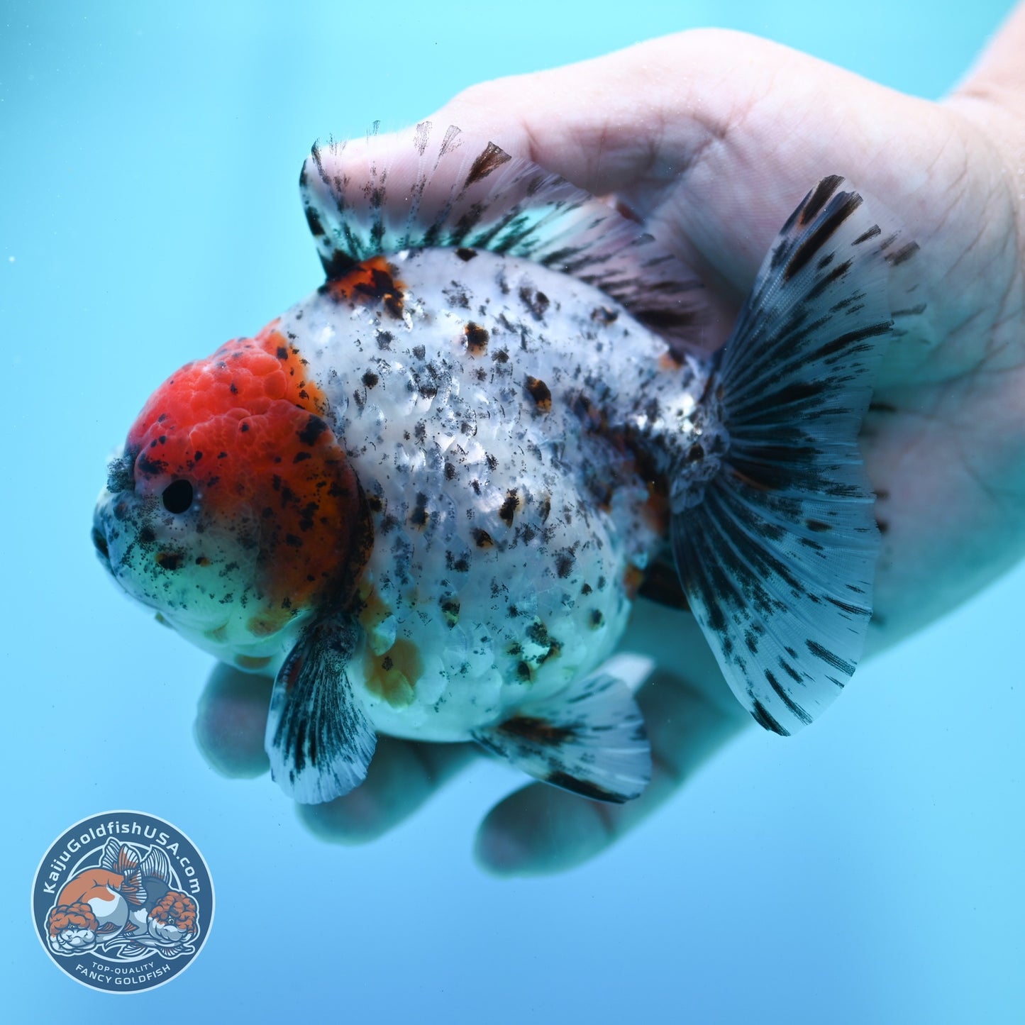 Shogun Calico Oranda 4 inch Body (260522_OR13)
