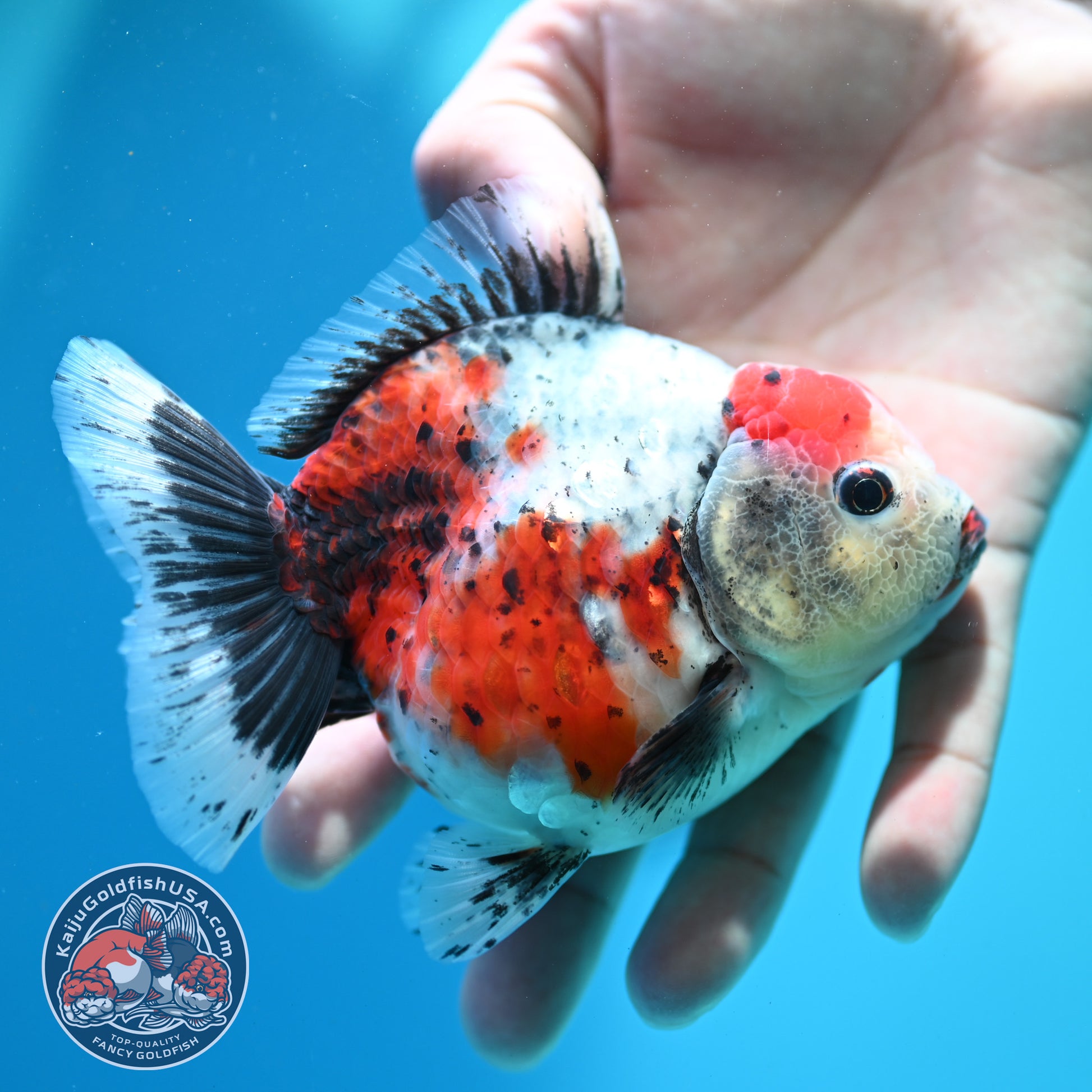 Shogun Calico Oranda inch Body (260508_OR06)