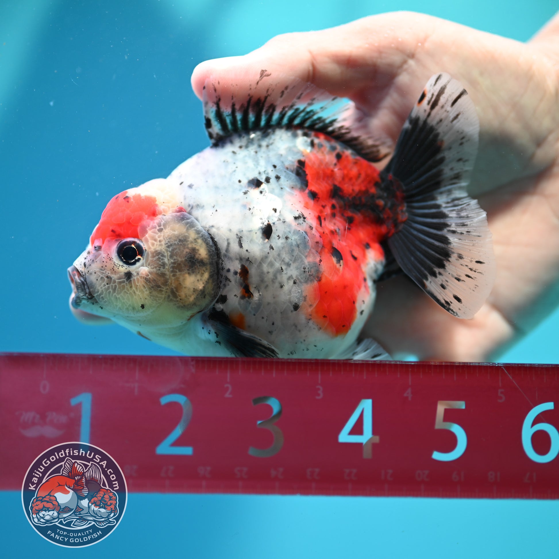 Shogun Calico Oranda inch Body (260508_OR06)