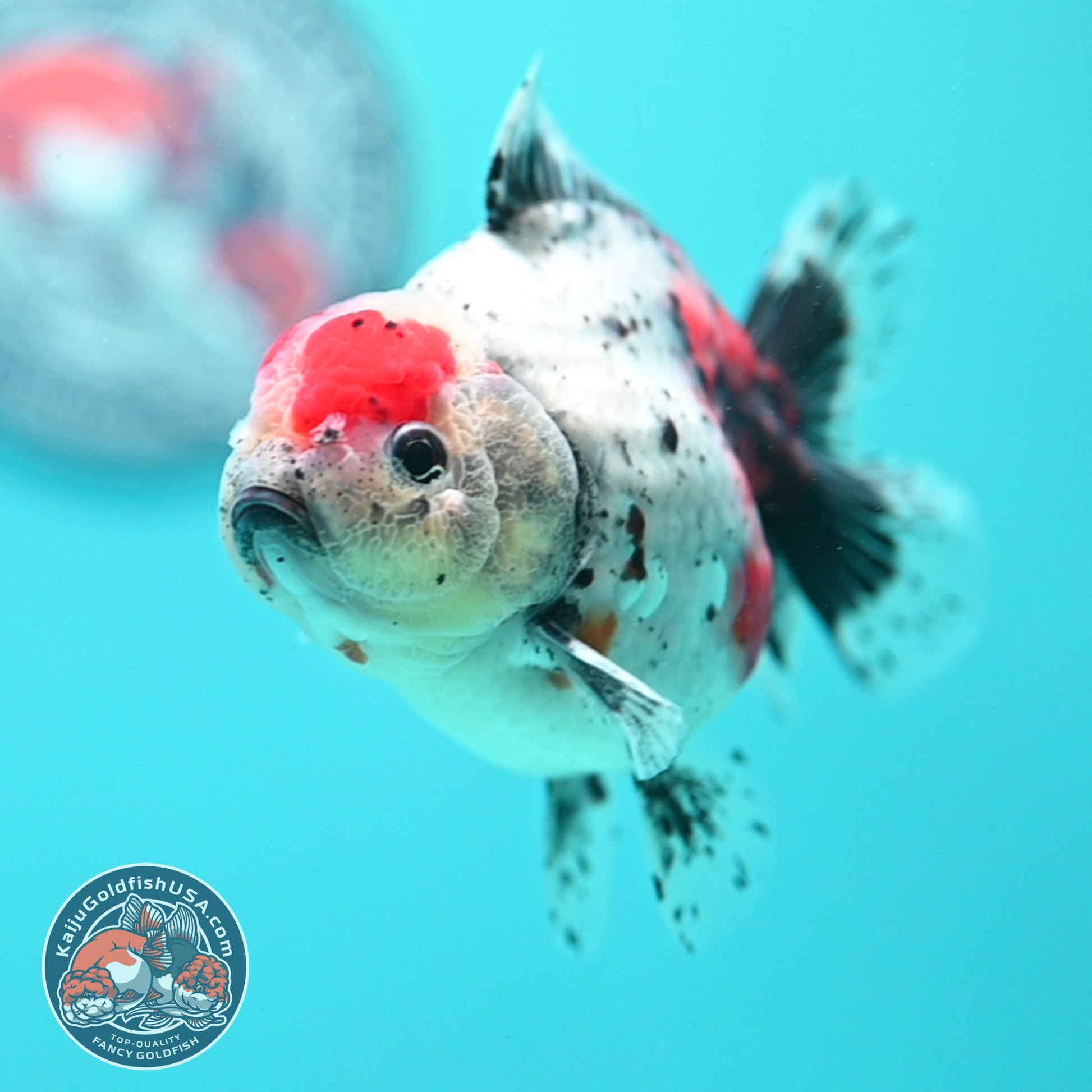 Shogun Calico Oranda inch Body (260508_OR06)