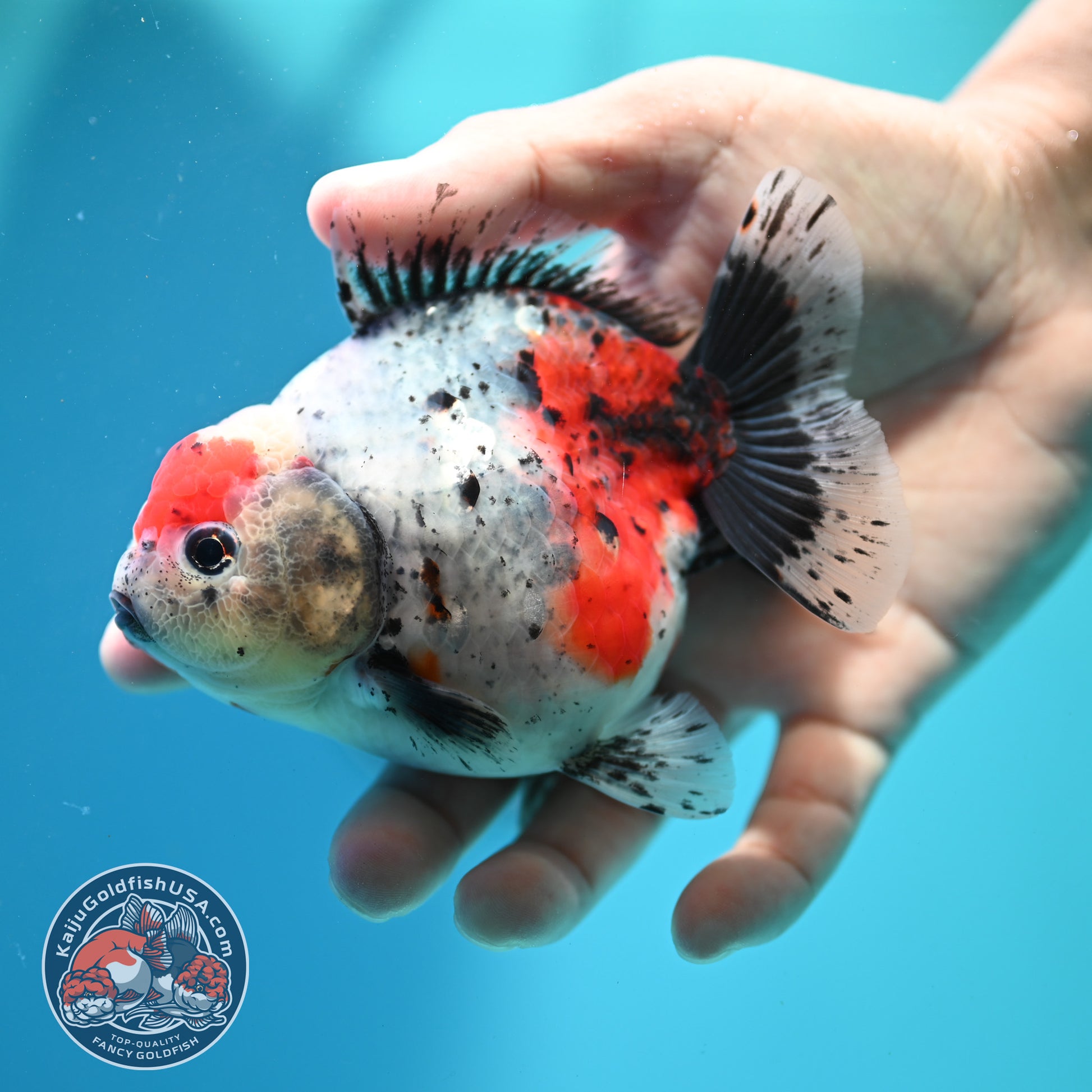 Shogun Calico Oranda inch Body (260508_OR06)