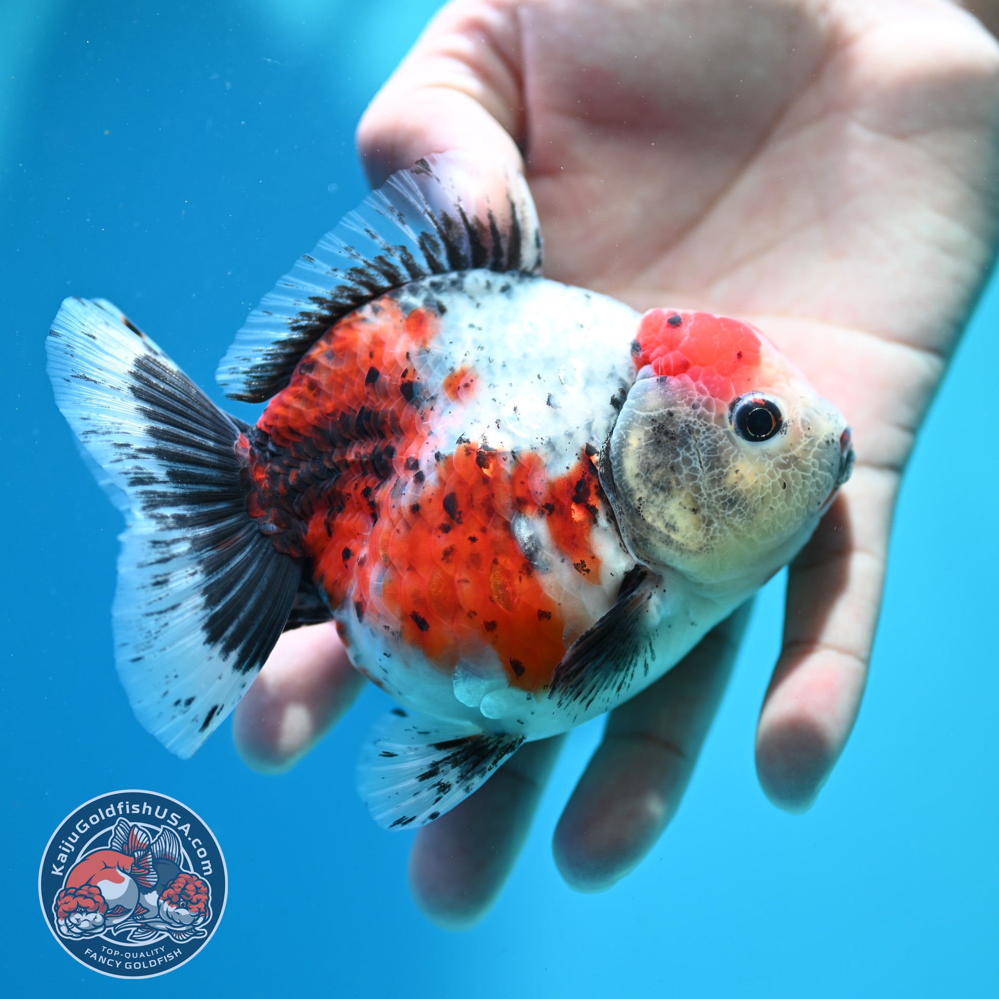 Shogun Calico Oranda inch Body (260508_OR06)
