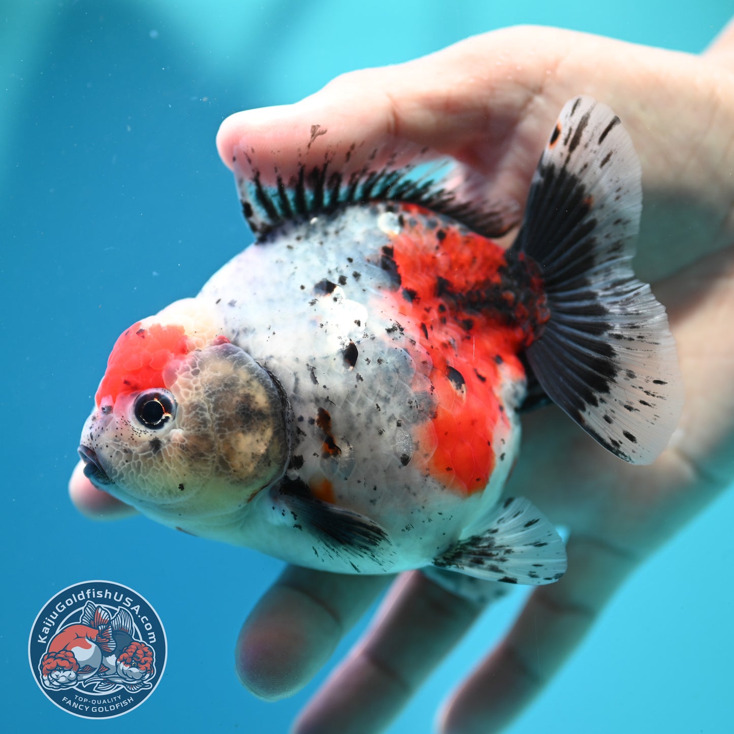 Shogun Calico Oranda inch Body (260508_OR06)