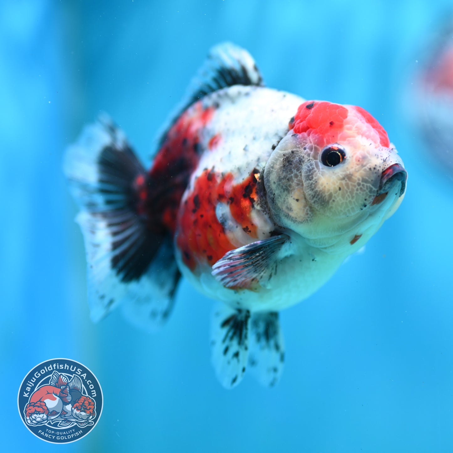 Shogun Calico Oranda inch Body (260508_OR06)