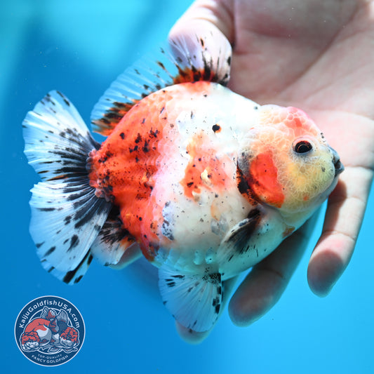 Shogun Calico Oranda inch Body (260508_OR08)