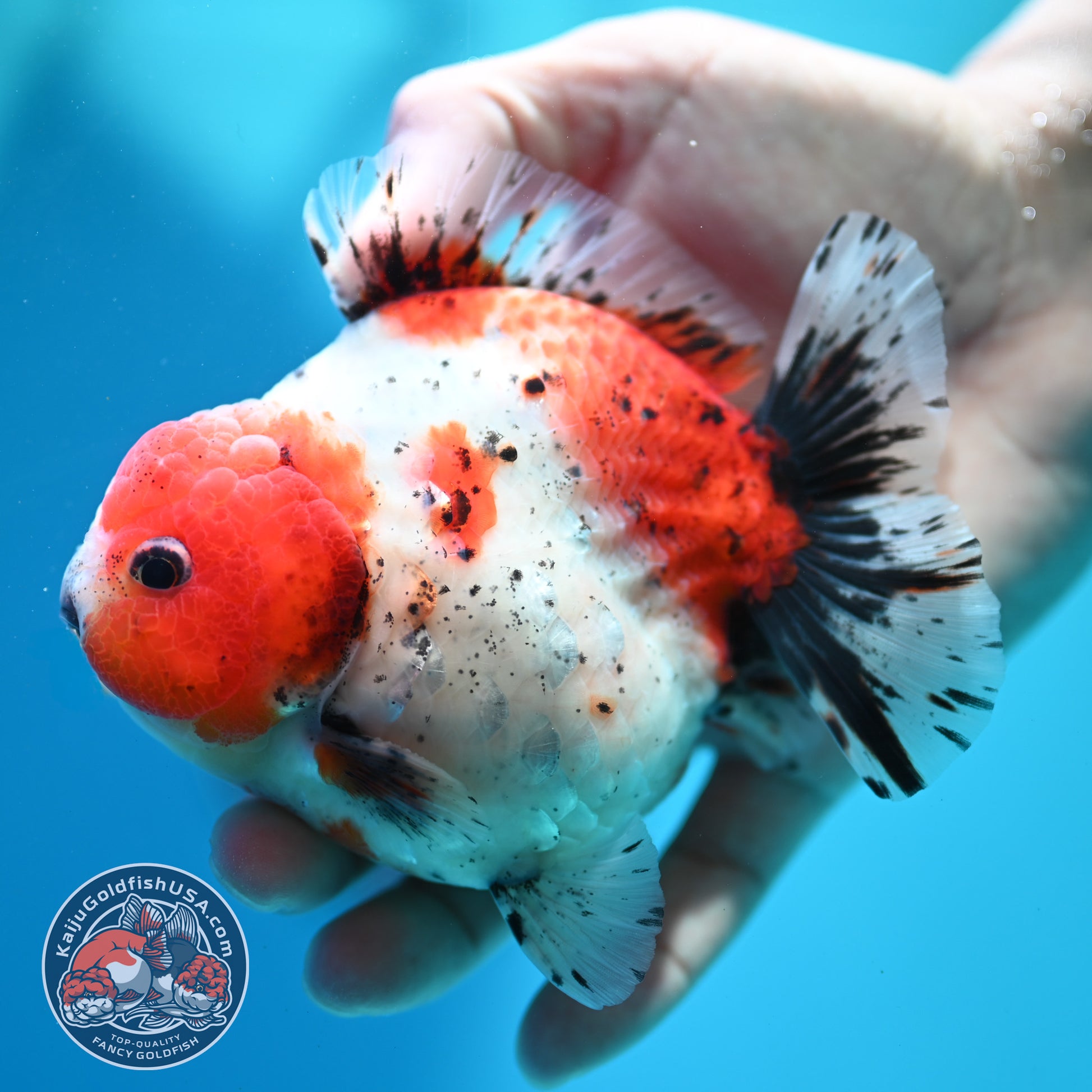 Shogun Calico Oranda inch Body (260508_OR08)