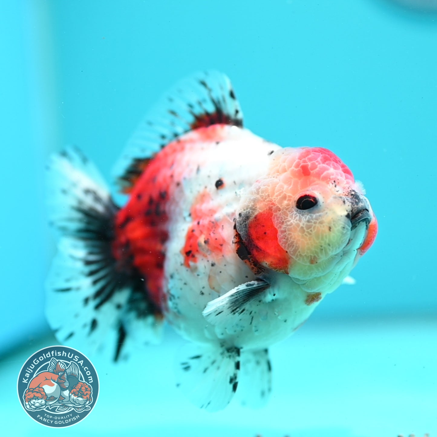 Shogun Calico Oranda inch Body (260508_OR08)