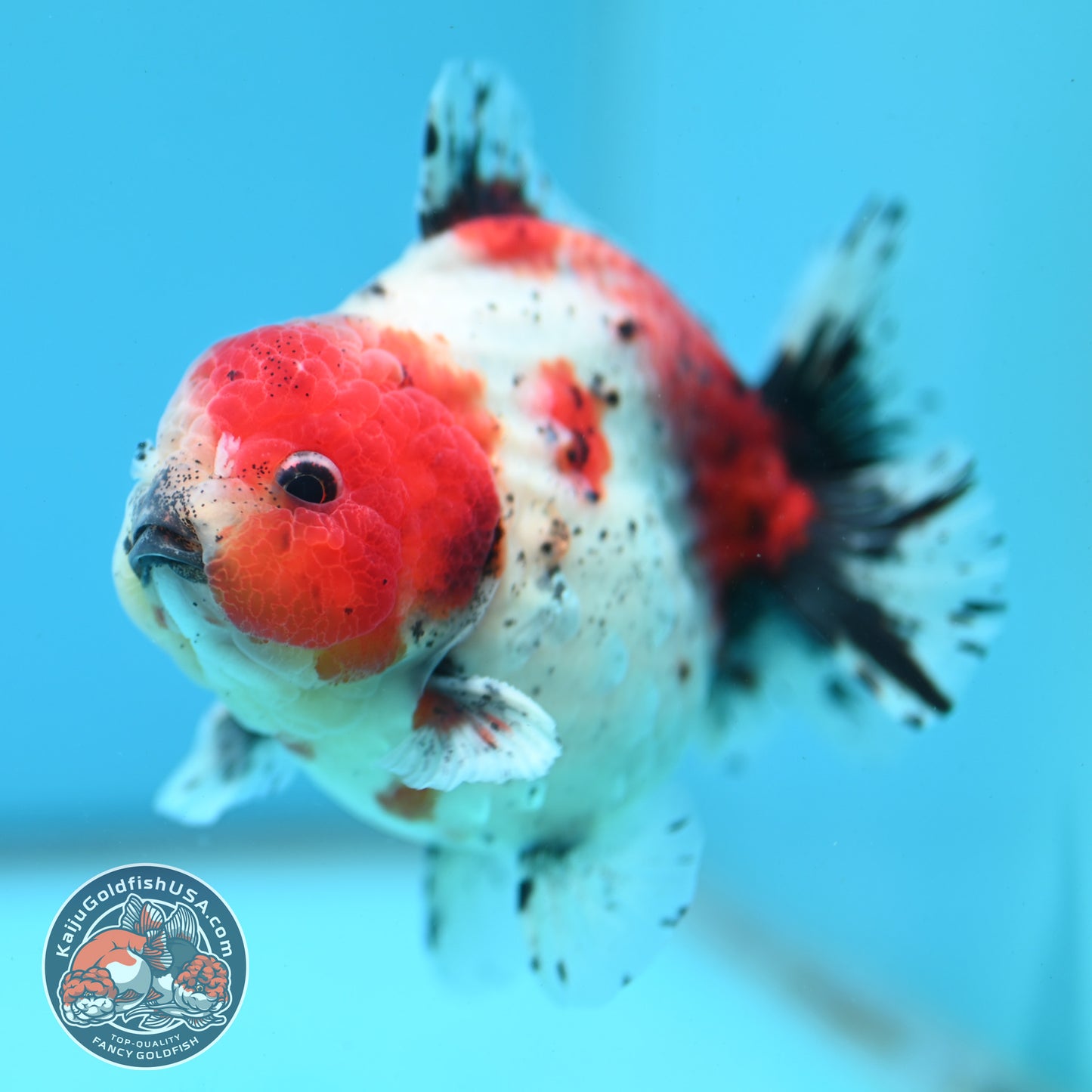 Shogun Calico Oranda inch Body (260508_OR08)