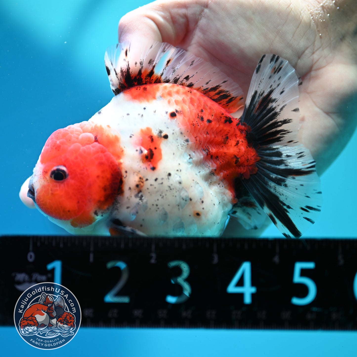 Shogun Calico Oranda inch Body (260508_OR08)