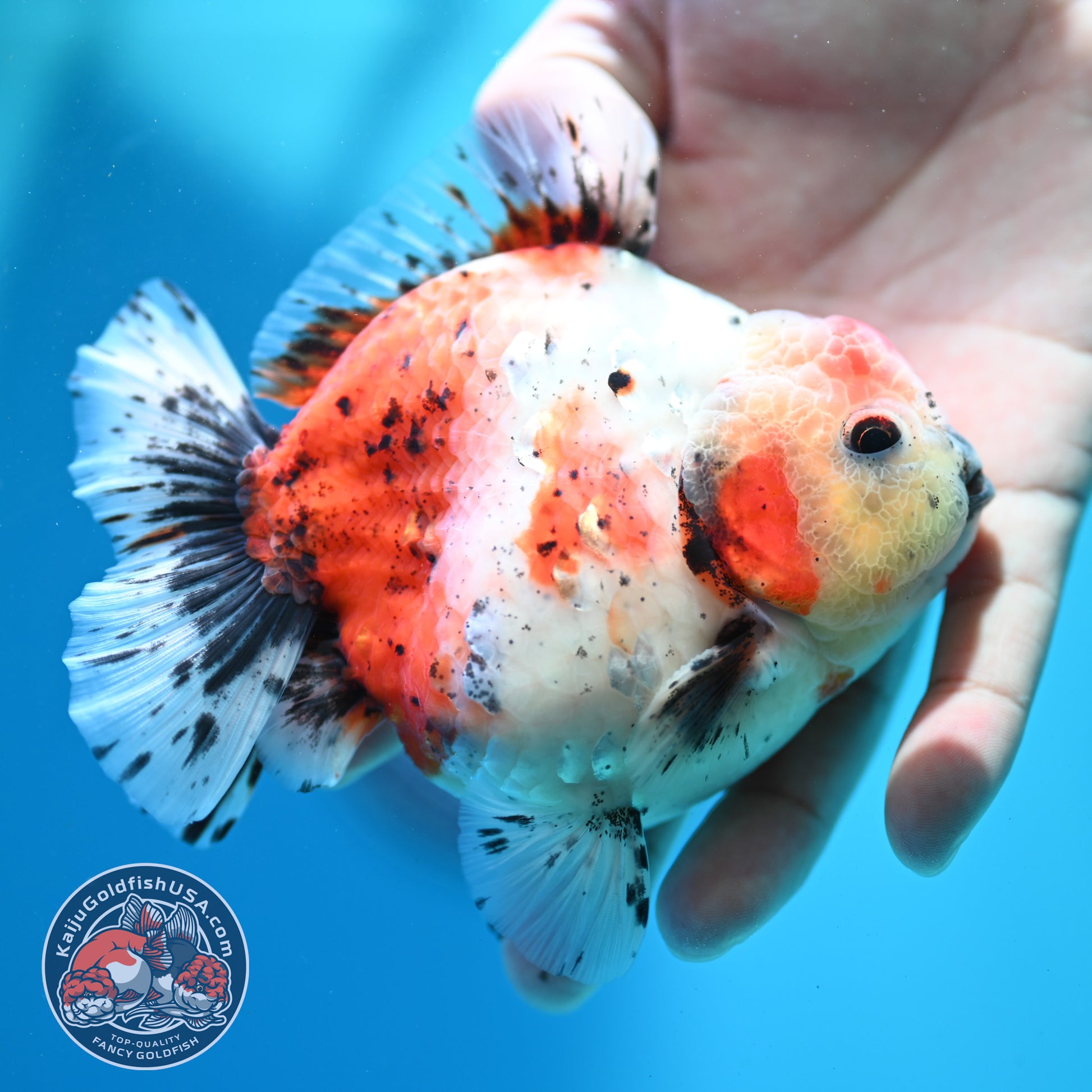 Shogun Calico Oranda inch Body (260508_OR08)
