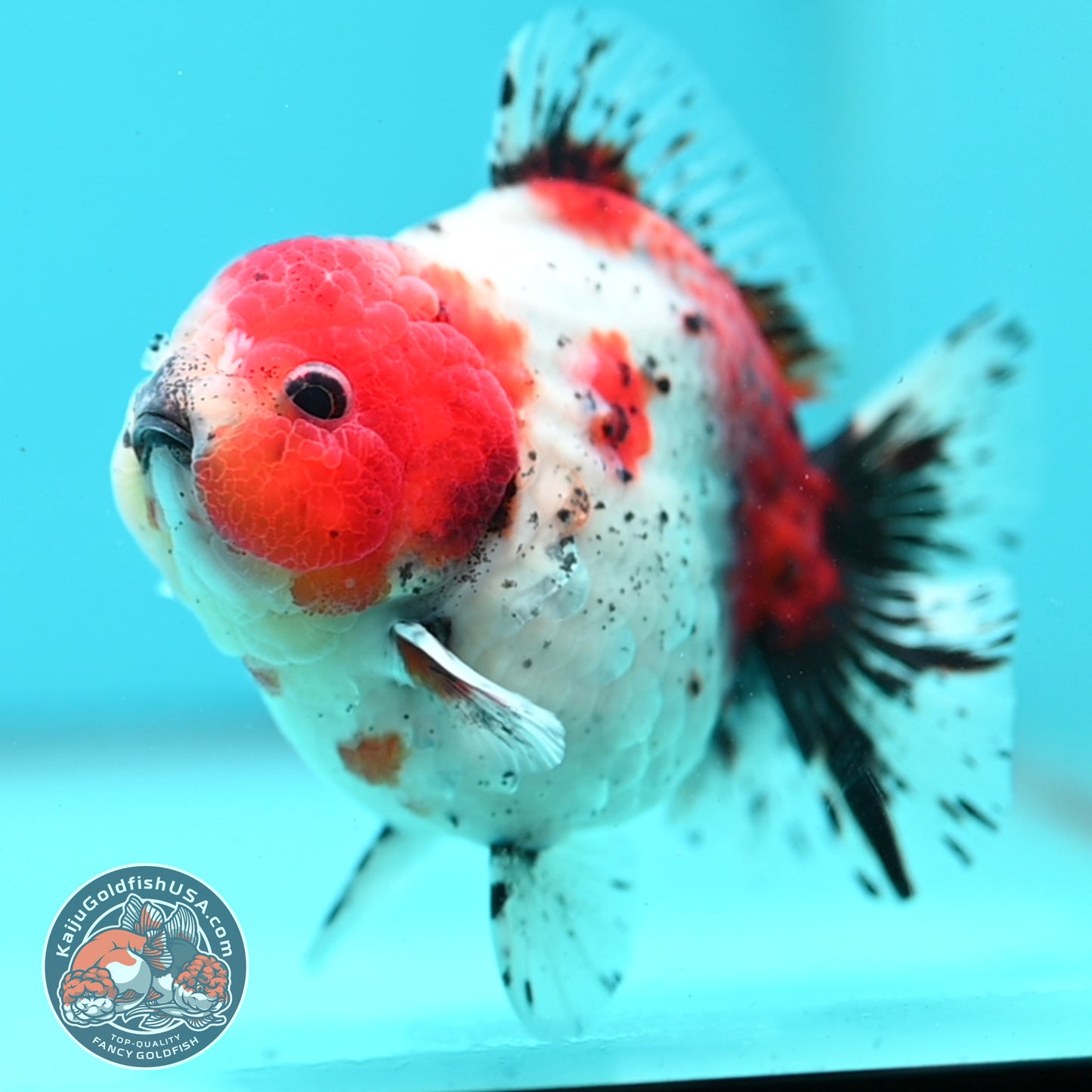 Shogun Calico Oranda inch Body (260508_OR08)