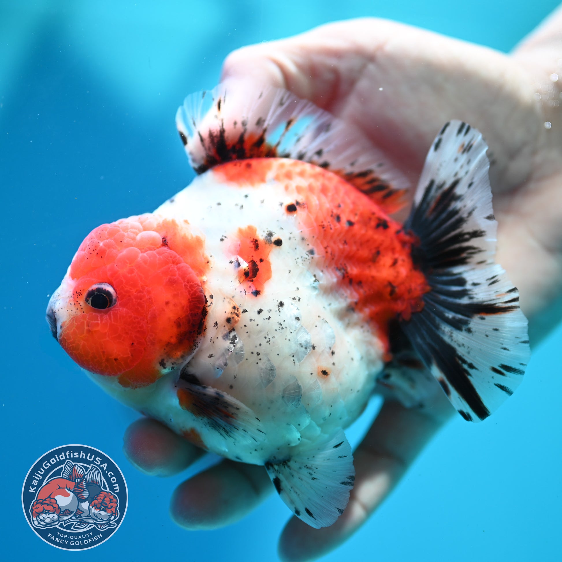 Shogun Calico Oranda inch Body (260508_OR08)