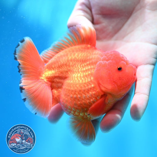 Shogun Classic Red Oranda 3.5 inch Body (260508_OR04)