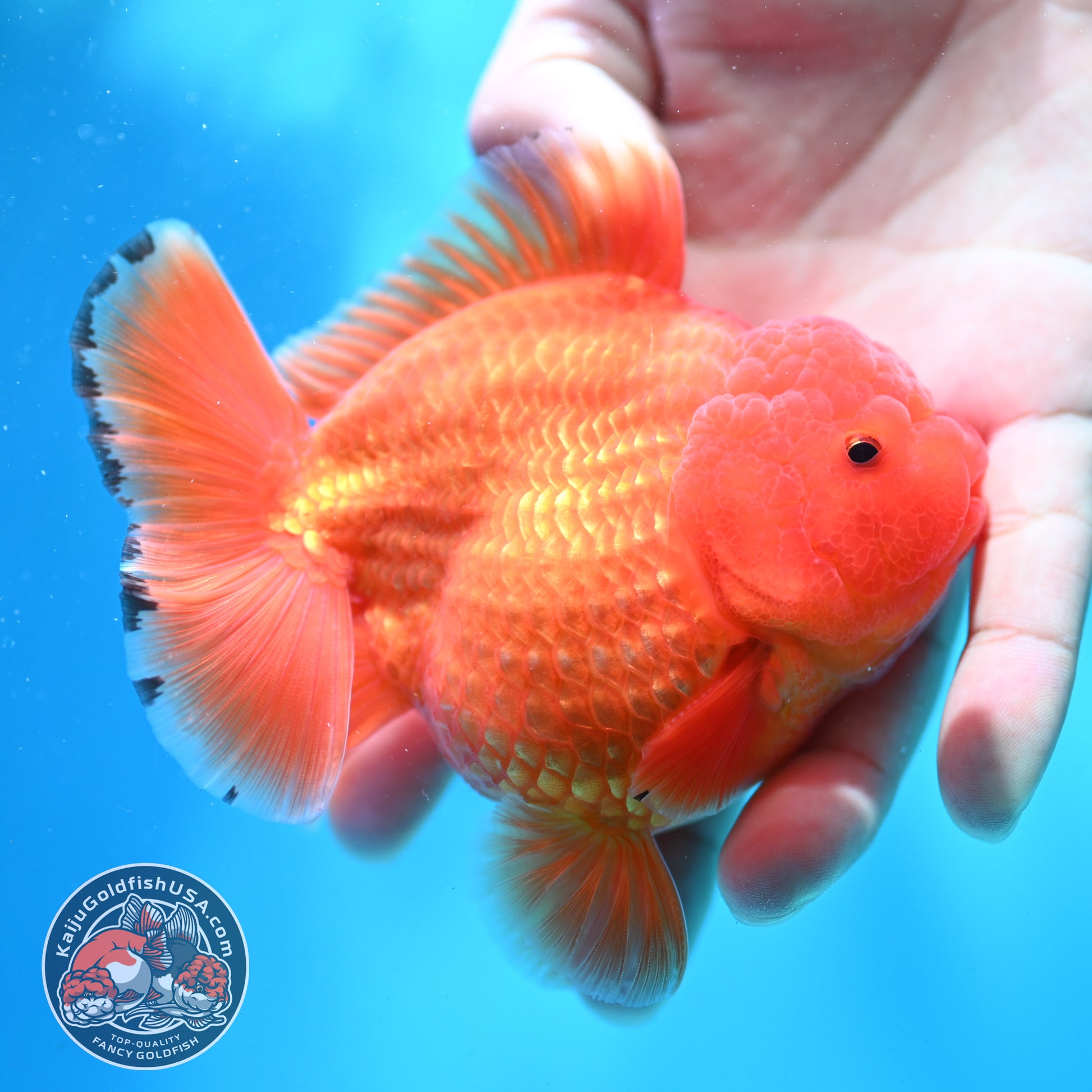 Shogun Classic Red Oranda 3.5 inch Body (260508_OR04)