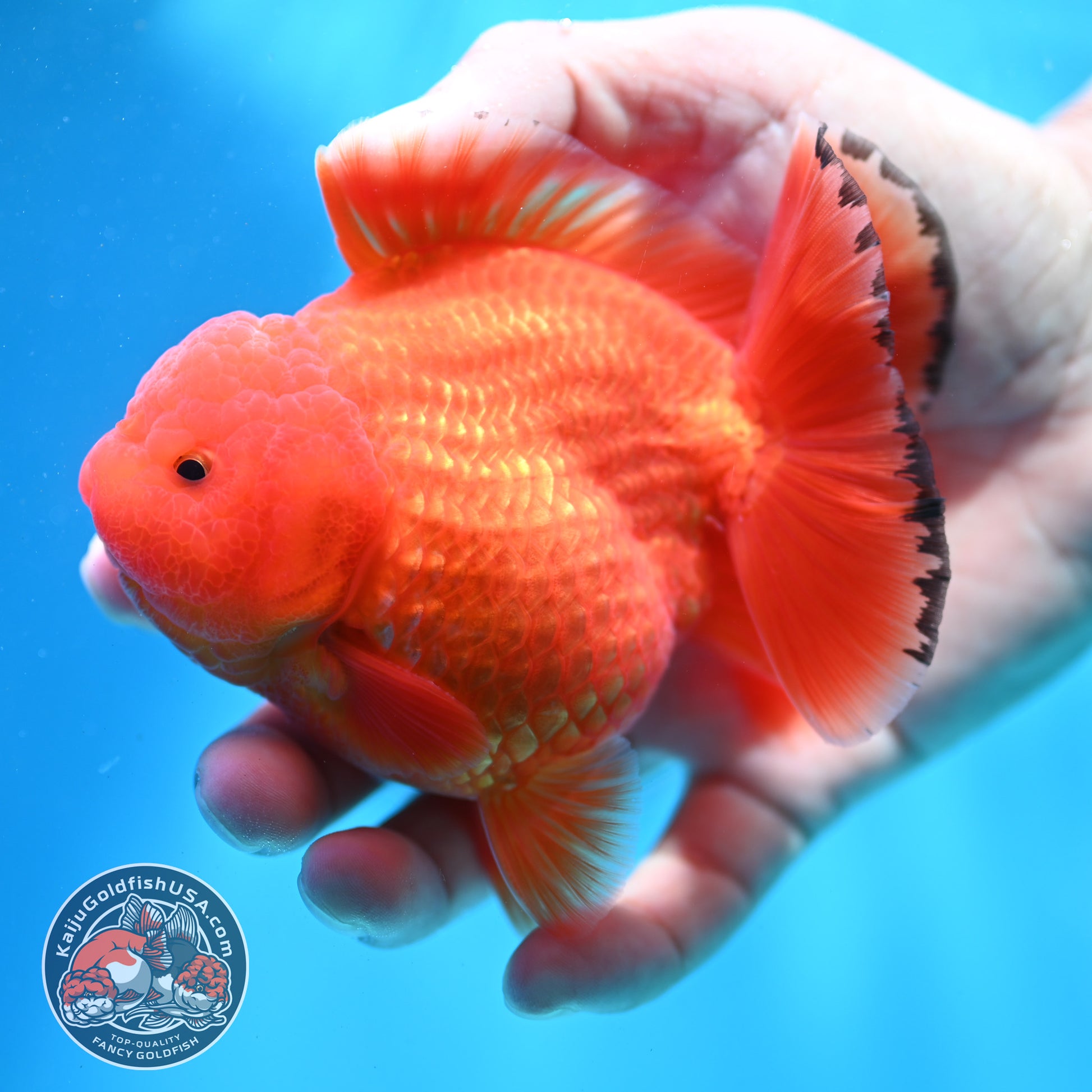 Shogun Classic Red Oranda 3.5 inch Body (260508_OR04)