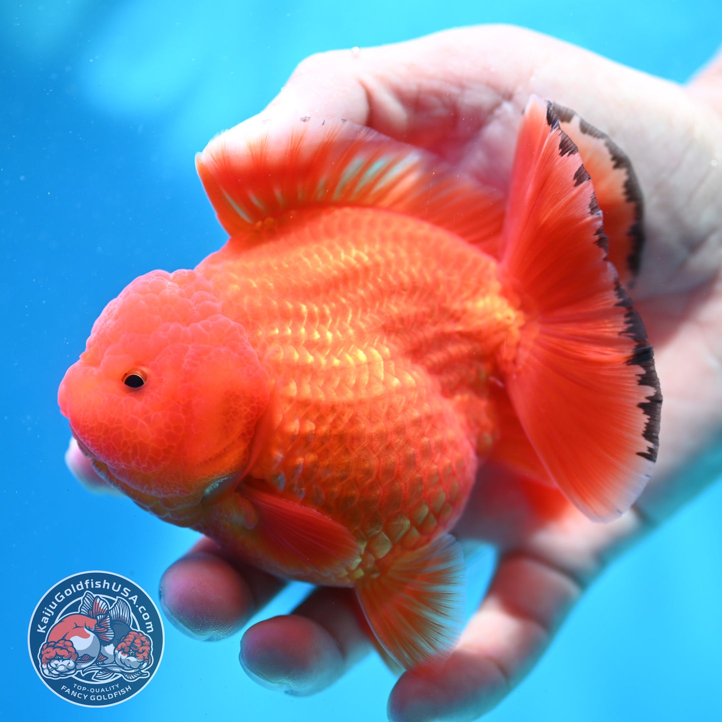 Shogun Classic Red Oranda 3.5 inch Body (260508_OR04)