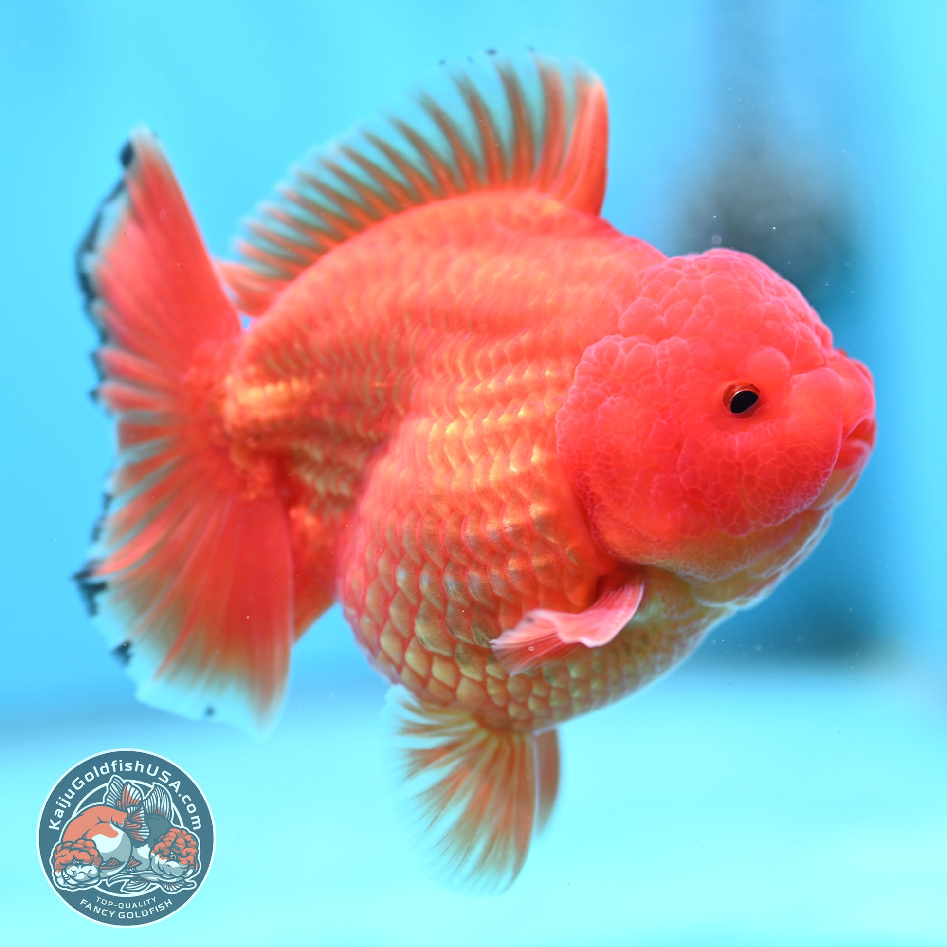 Shogun Classic Red Oranda 3.5 inch Body (260508_OR04)