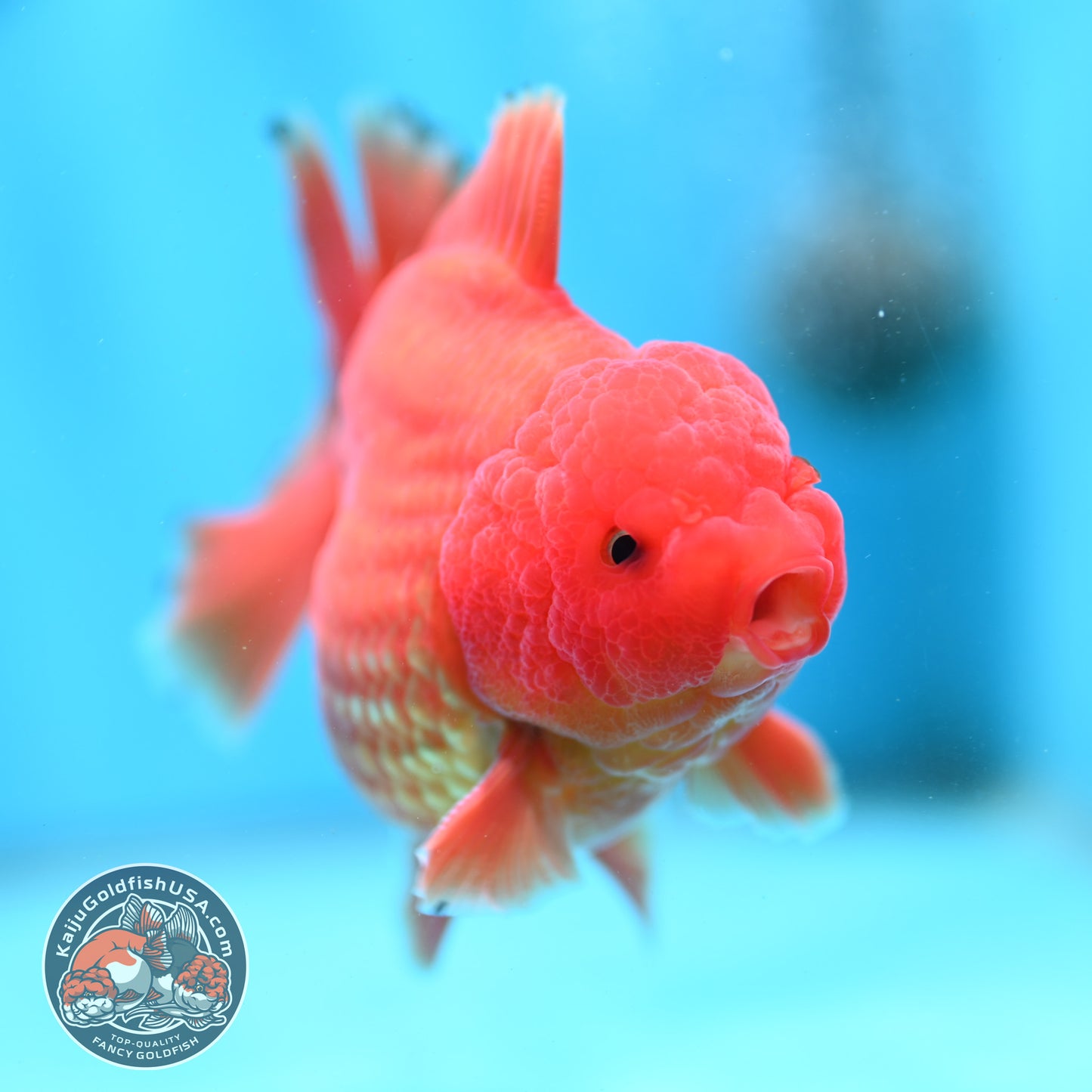 Shogun Classic Red Oranda 3.5 inch Body (260508_OR04)