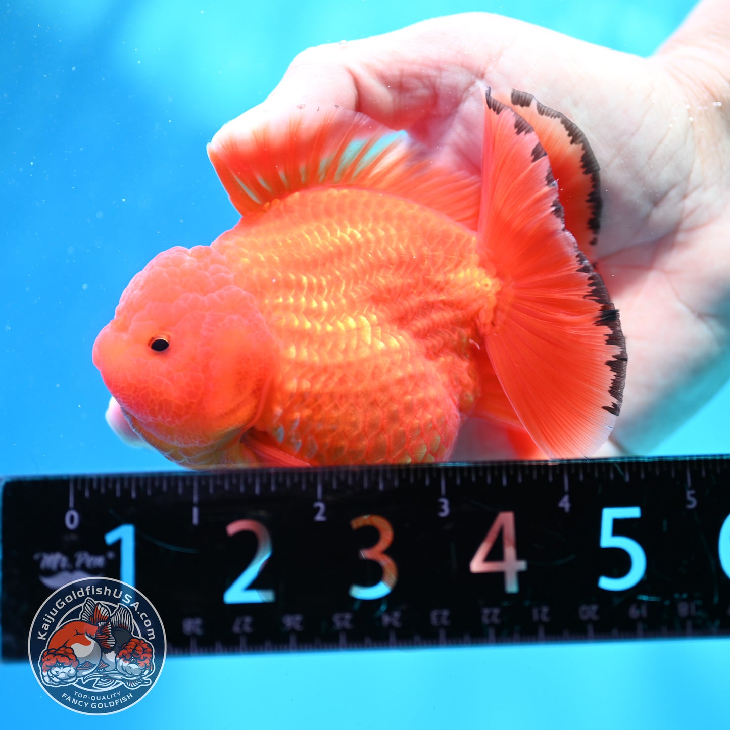 Shogun Classic Red Oranda 3.5 inch Body (260508_OR04)