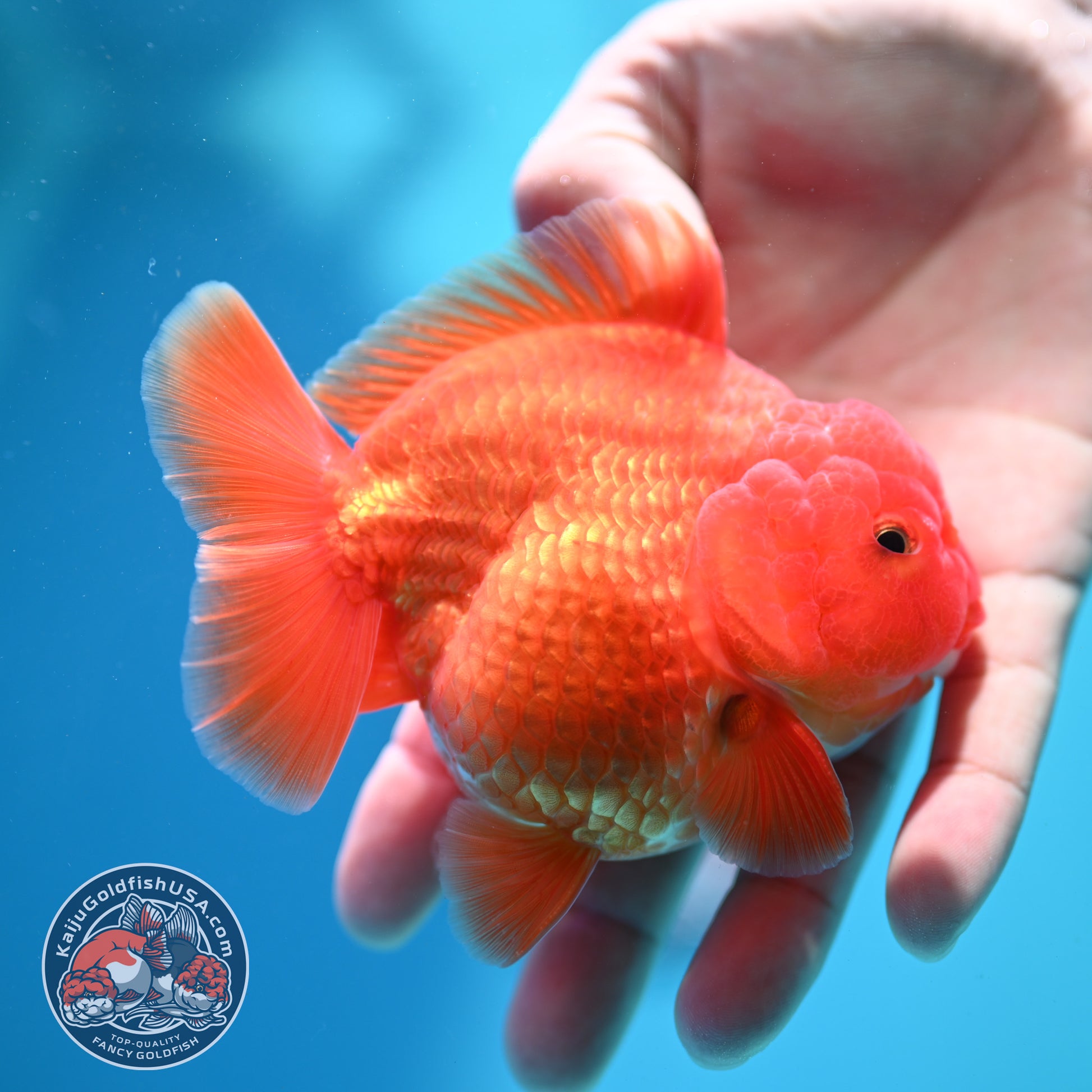 Shogun Classic Red Oranda 3.5 inch Body (260508_OR07)