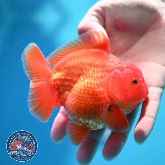 Shogun Classic Red Oranda 3.5 inch Body (260508_OR07)