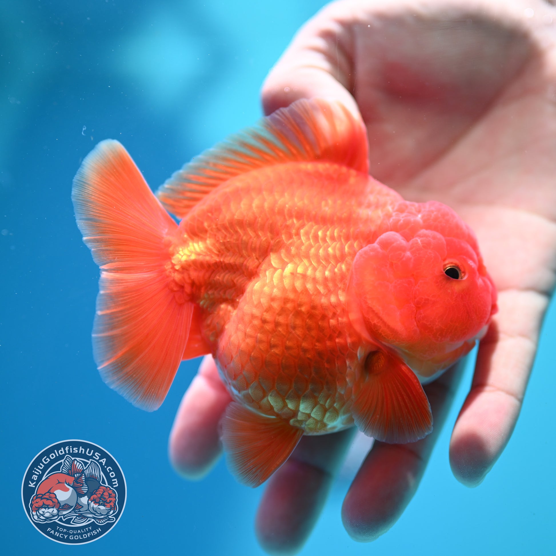Shogun Classic Red Oranda 3.5 inch Body (260508_OR07)