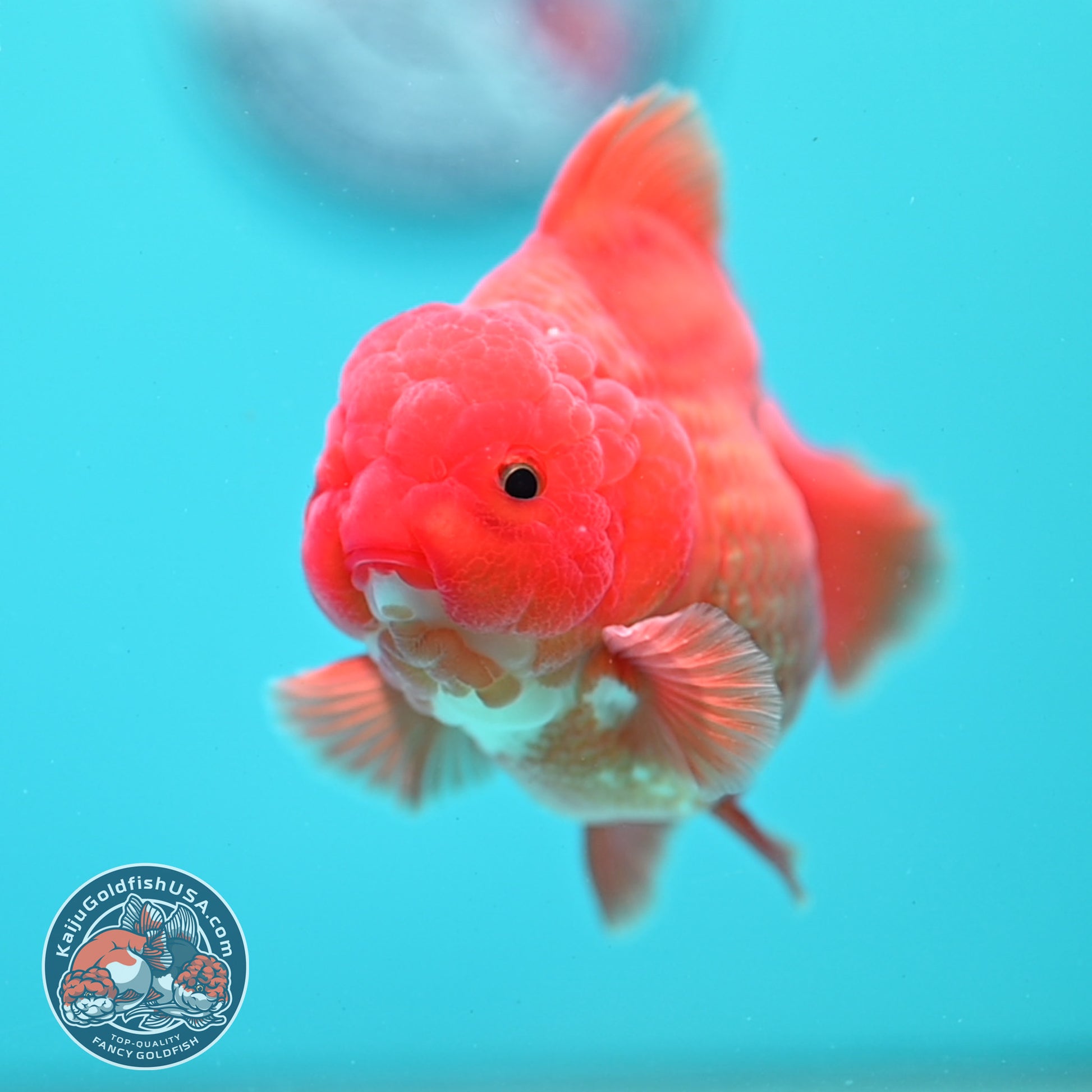 Shogun Classic Red Oranda 3.5 inch Body (260508_OR07)