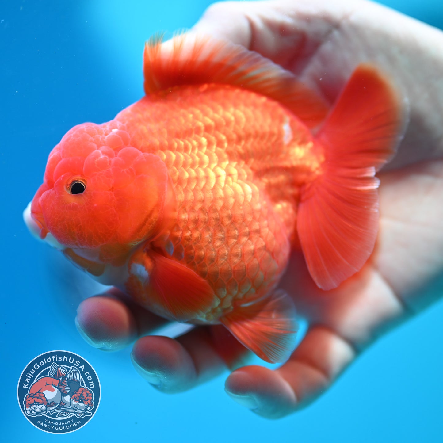 Shogun Classic Red Oranda 3.5 inch Body (260508_OR07)