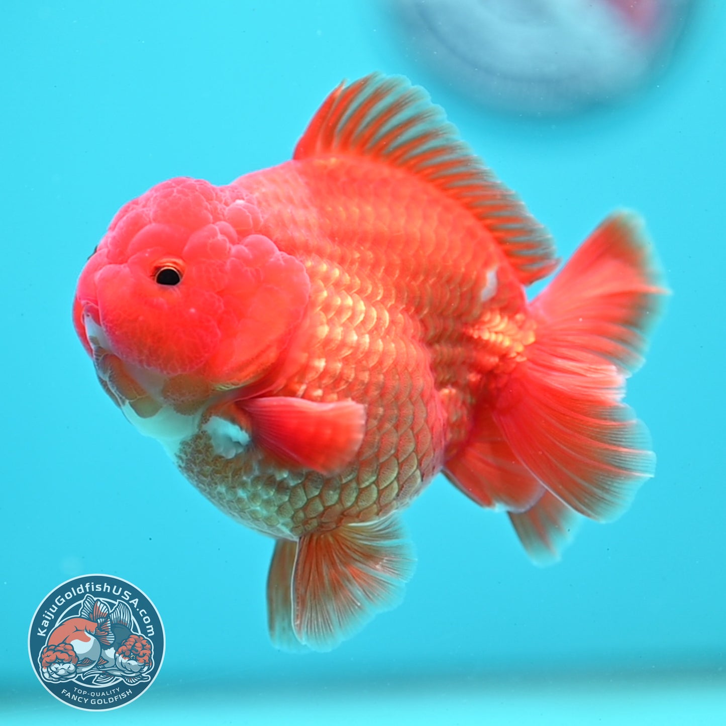 Shogun Classic Red Oranda 3.5 inch Body (260508_OR07)