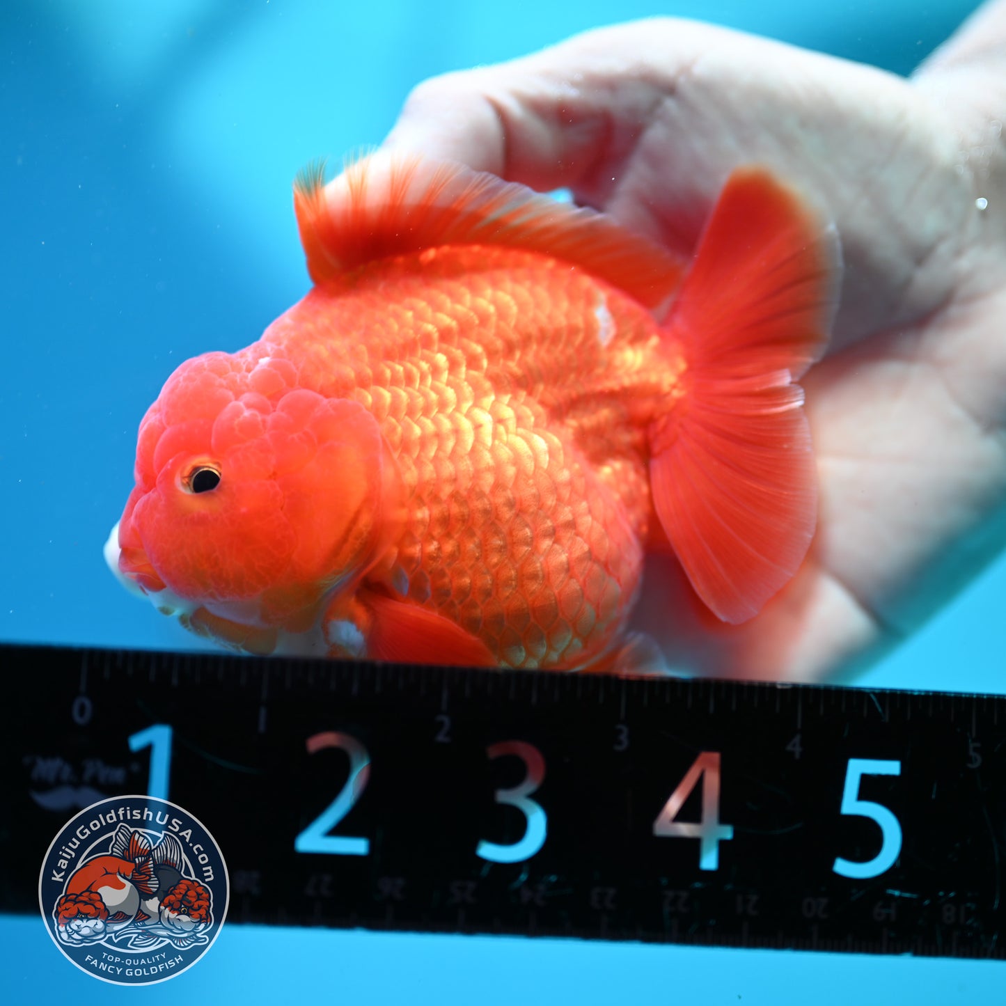 Shogun Classic Red Oranda 3.5 inch Body (260508_OR07)