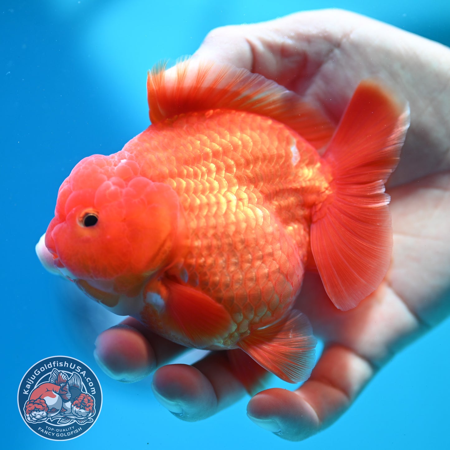 Shogun Classic Red Oranda 3.5 inch Body (260508_OR07)