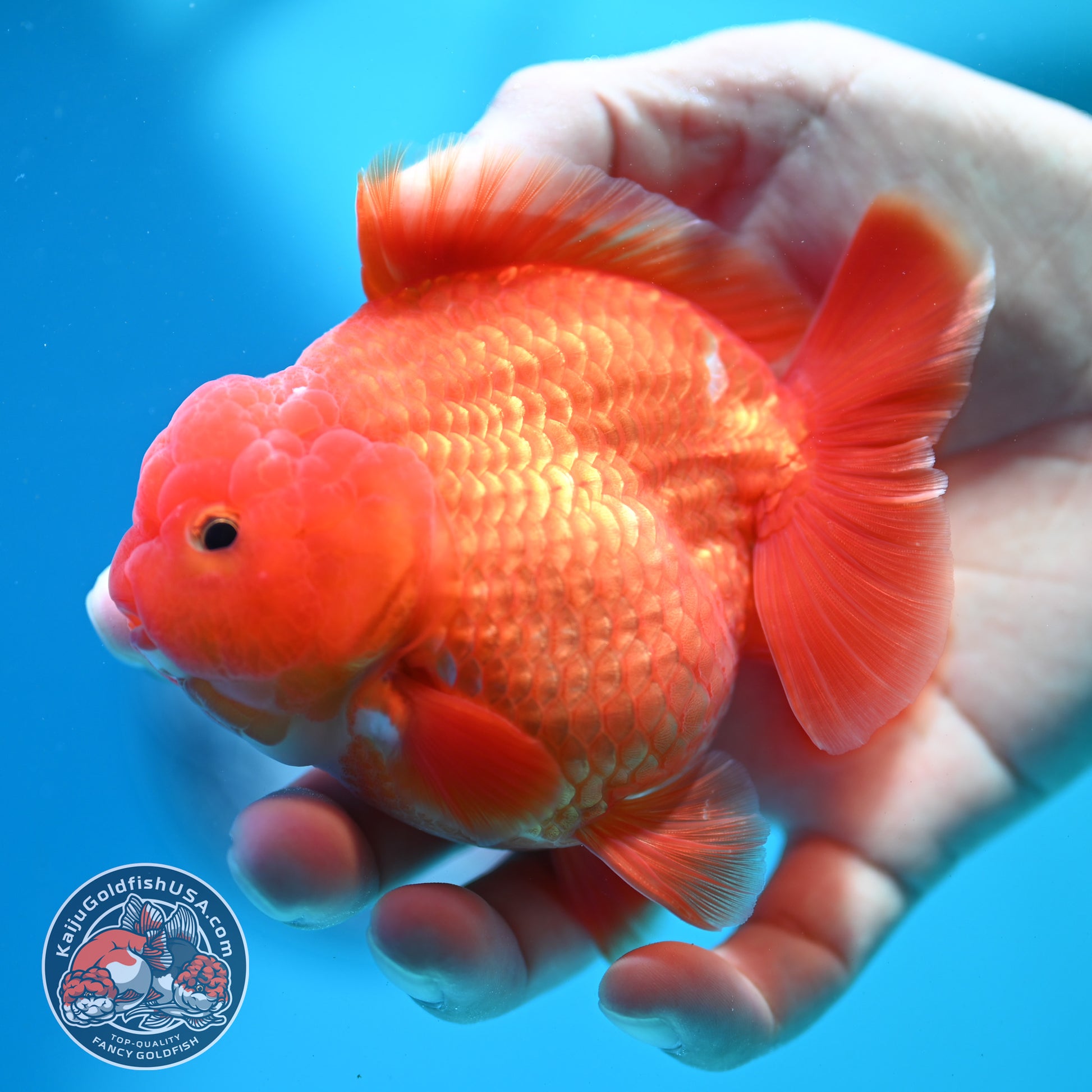 Shogun Classic Red Oranda 3.5 inch Body (260508_OR07)