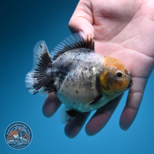 Shogun Cookies and Cream Oranda 3.2 inch Body (260724_OR06)